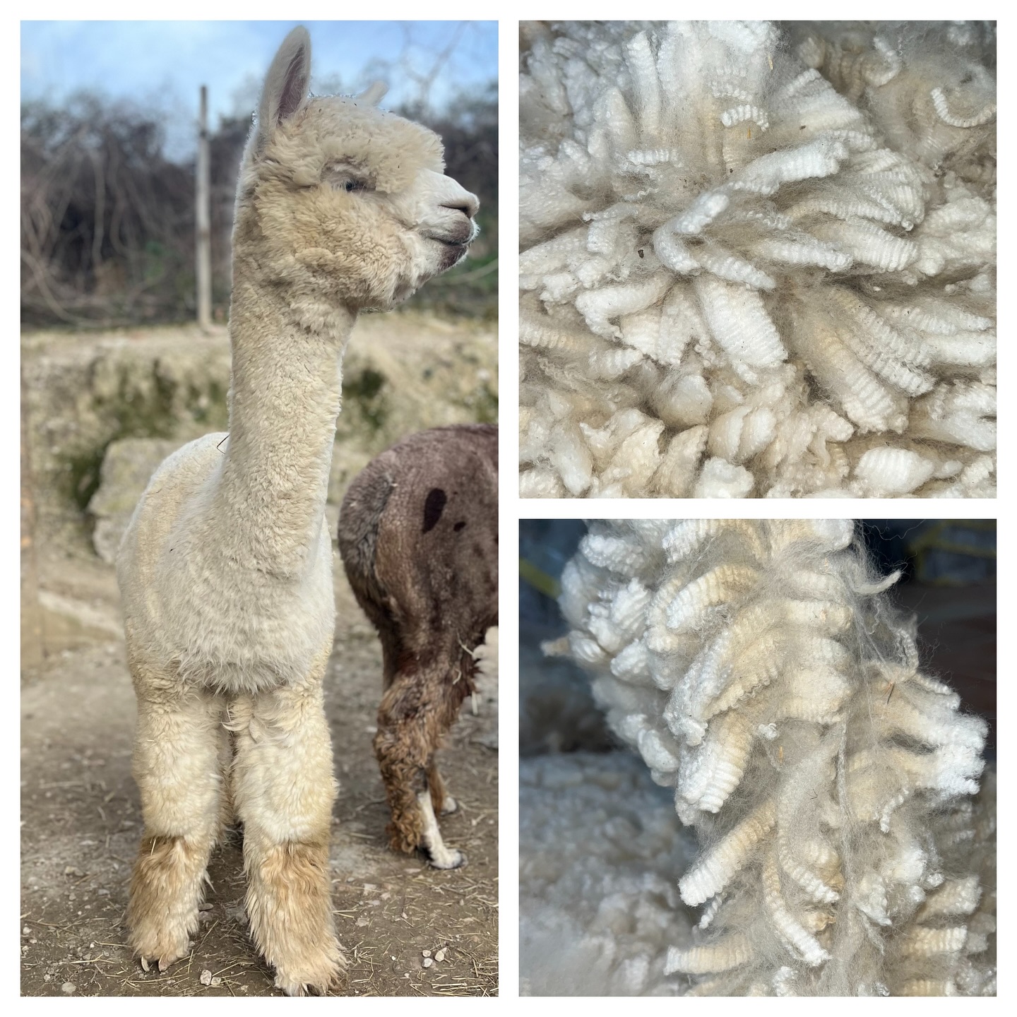 Taipei Warrior Della Foglia é una delle femmine più importanti che siamo riusciti ad allevare nel nostro programma.
Taipei aveva un aspetto molto caratteristico sin da piccola, ma la vera trasformazione l’ha avuta nel terzo anno di vita, in cui secondo noi è sbocciata nella sua versione migliore. Le analisi presenti in questo post riportano i risultati della sua seconda e terza fibra. Per noi una fattrice che a 3 anni riporta questi risultati é una femmina importante, che sarà probabilmente il futuro del nostro allevamento.
Taipei ha vinto numerosi titoli nelle competizioni italiane, tra cui BEST FEMALE e BEST IN SHOW all’Alpaca Festival 2023. Il giudice americano Wade Gease in quell’occasione l’ha definita la “Snow White Queen” dalle incredibili qualità, che gli hanno permesso di arrivare al podio più alto, battendo anche il suo stesso padre.
Dal 2024 é ufficialmente ritirata dagli eventi in quanto impegnata come fattrice di punta nel nostro allevamento.
Per il suo primo cria abbiamo deciso di accoppiarla con Signor Teddy Della Foglia ✨
#alpacadellafoglia #alpacas #alpaca #societaitalianaalpaca #alpacaitaliani #alpacalove #allevamentoalpaca #alpacalover #alpacasofinstagram #alpacafarm #alpacalovers #alpacaworld #agricoltura #allevamento #fattoria #animali #italy #marche #urbino