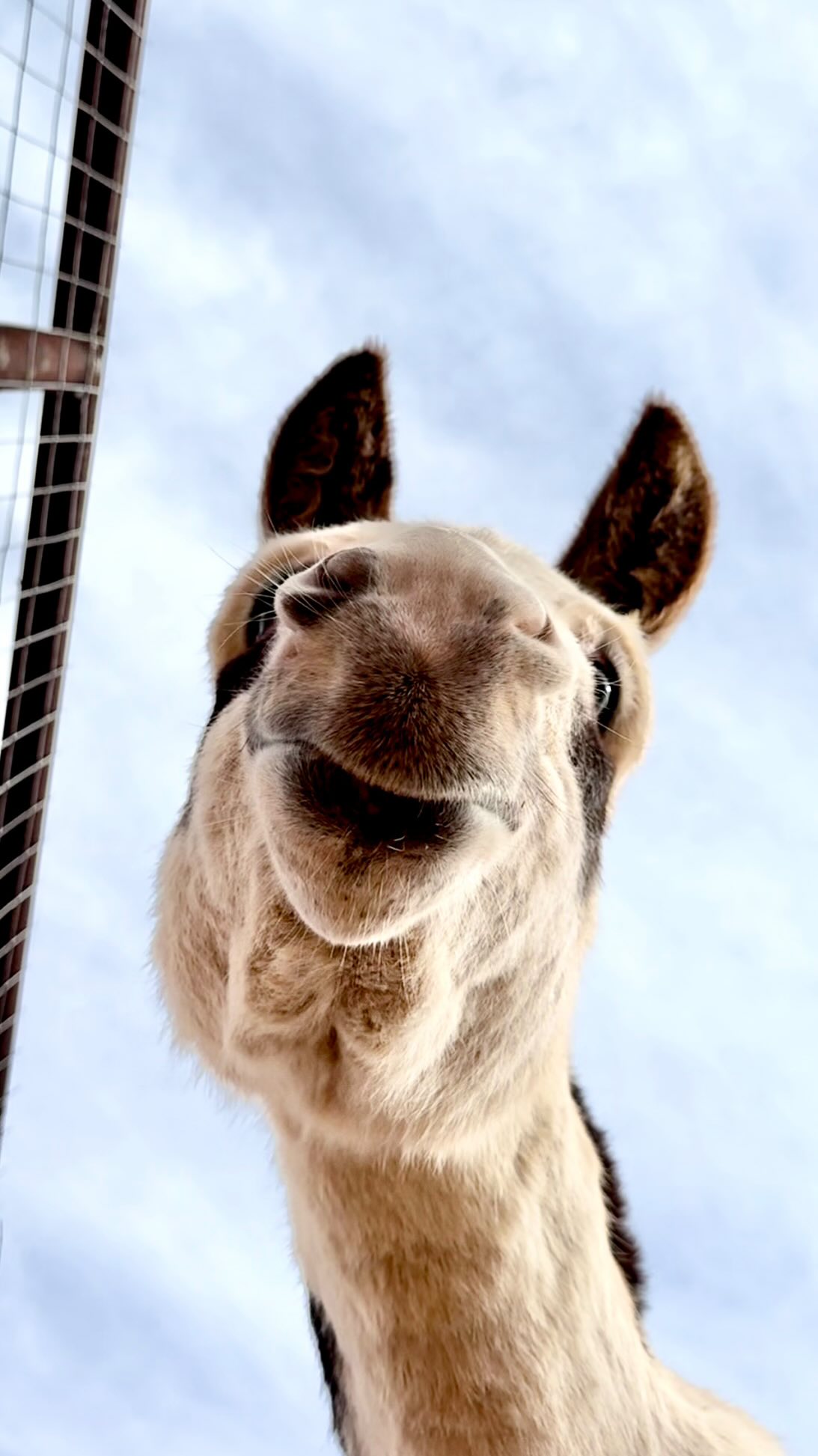 So many of the animals on our farm has such a wide range of personalities! Here is a couple for example!!
😂
Somebody always wanting to be the star of the show!
#cow#anguscattle#cattlefarm#farmher#cowsnuggles#countrygirl#countryliving#andrewstexas#alpharanch#homestead#countrygirlforlife