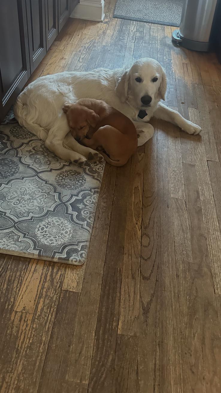 #petsitting #thedogsoflongisland #dogwalk #petsitter #dogstagram #dogwalkerlife #instadog #dogwalkersofinstagram #olliesangelsanimalrescue #olliesangels #fypage