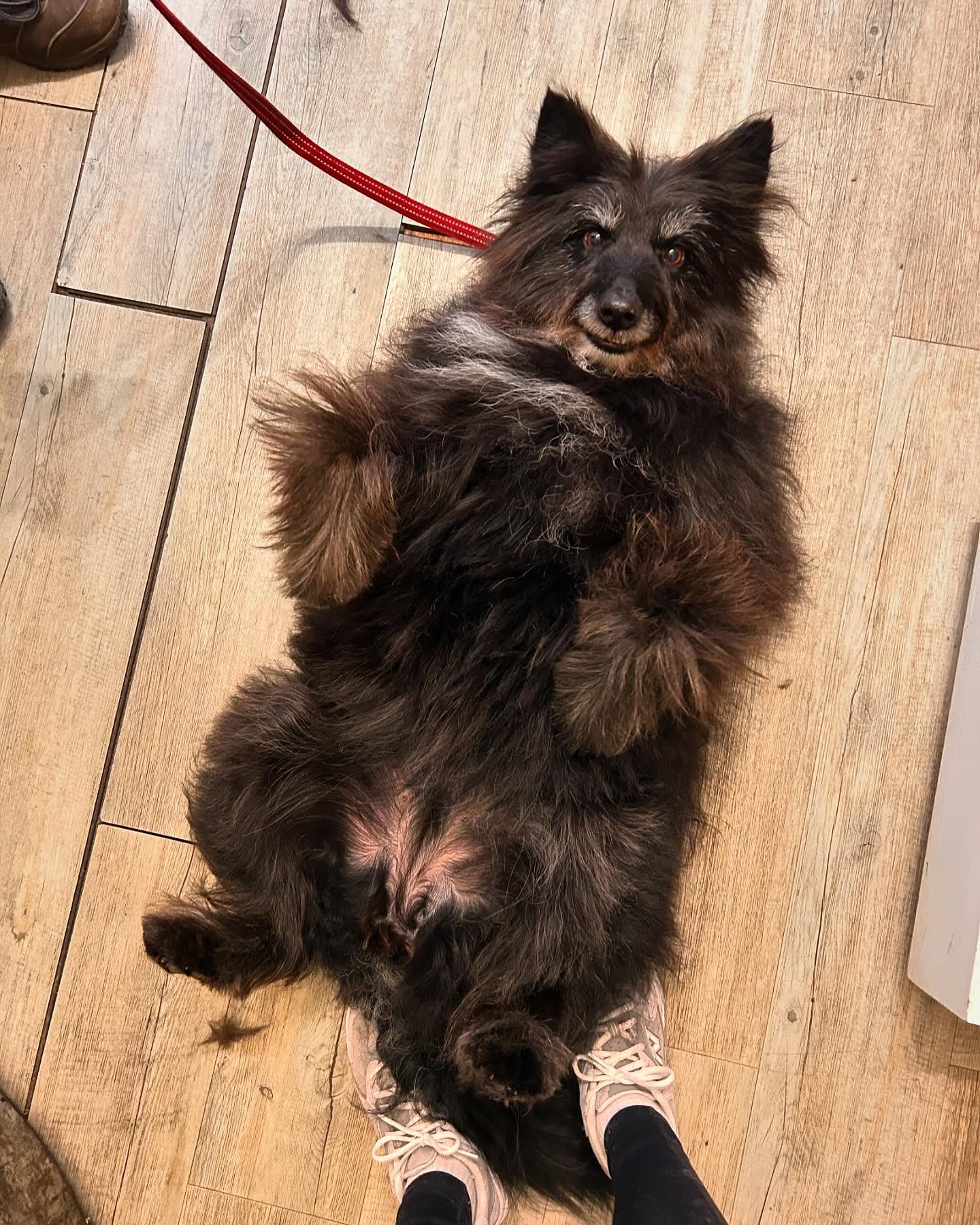 Finished Tia’s groom today and this was her final pose 😂 #woofmans #woofmansdoggrooming #brighton #brightondogs #brightondogsofinstagram #doggrooming