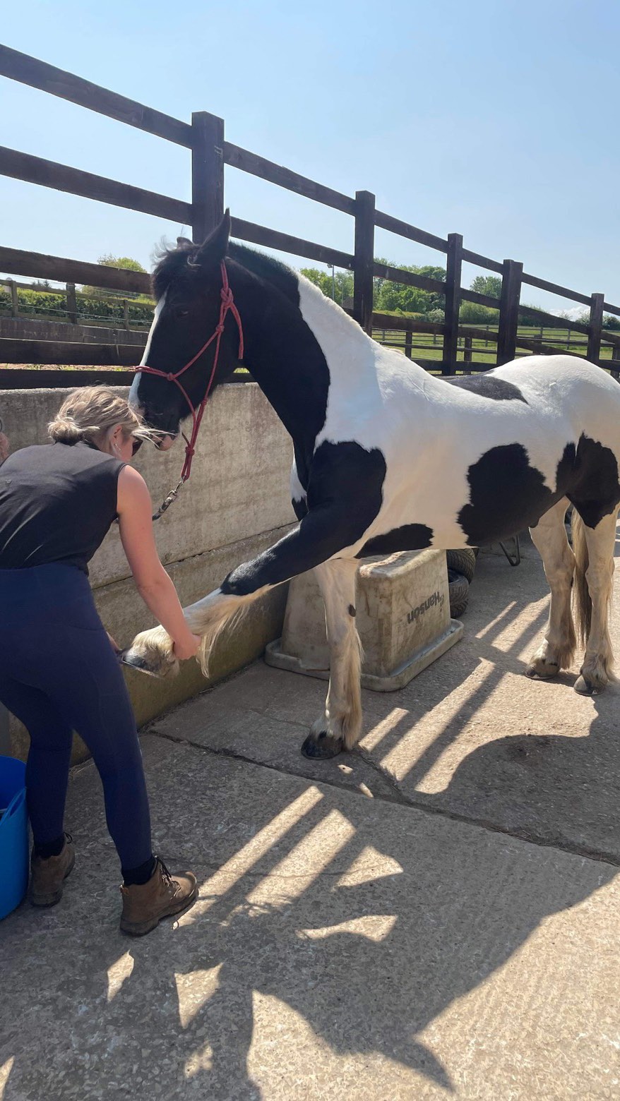 Oops… I have not been very good on the old social media front, so here’s some of what NP Vet Physio has been up to over the last year! 🐶🐴🐱💙