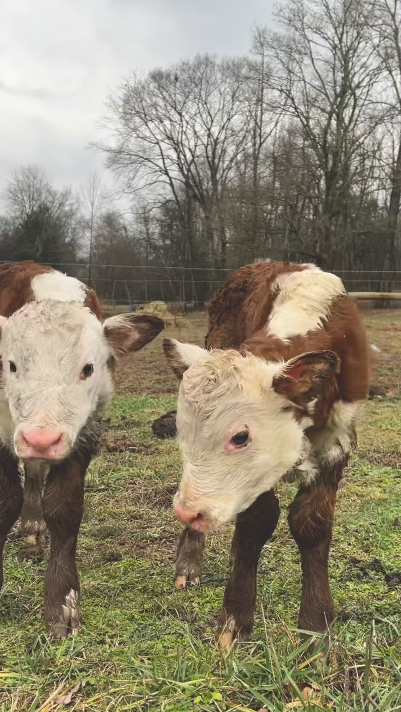 January 18, 2025 Reba had twins Charlie and Charlotte! We had no idea she was carrying two! So it was a surprise when we spotted two calves!