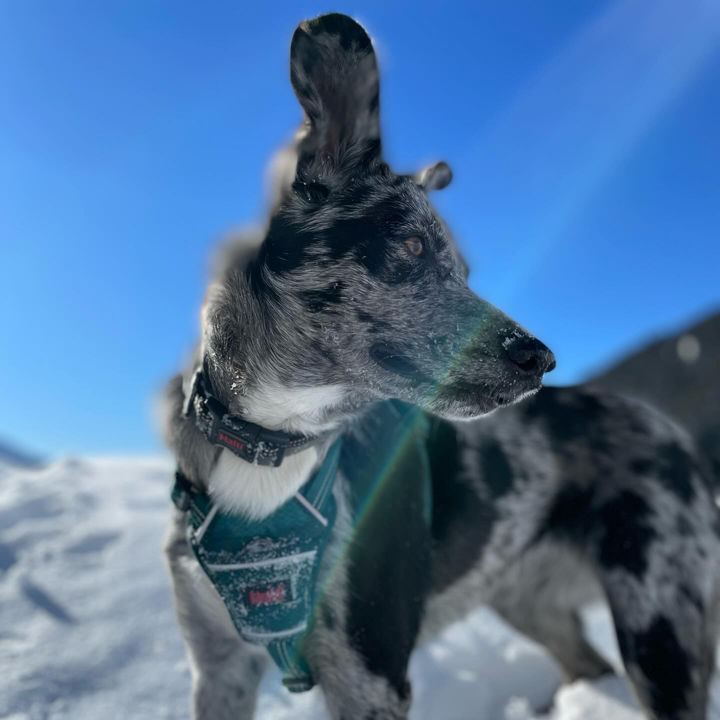 Tam
#chien #doglover