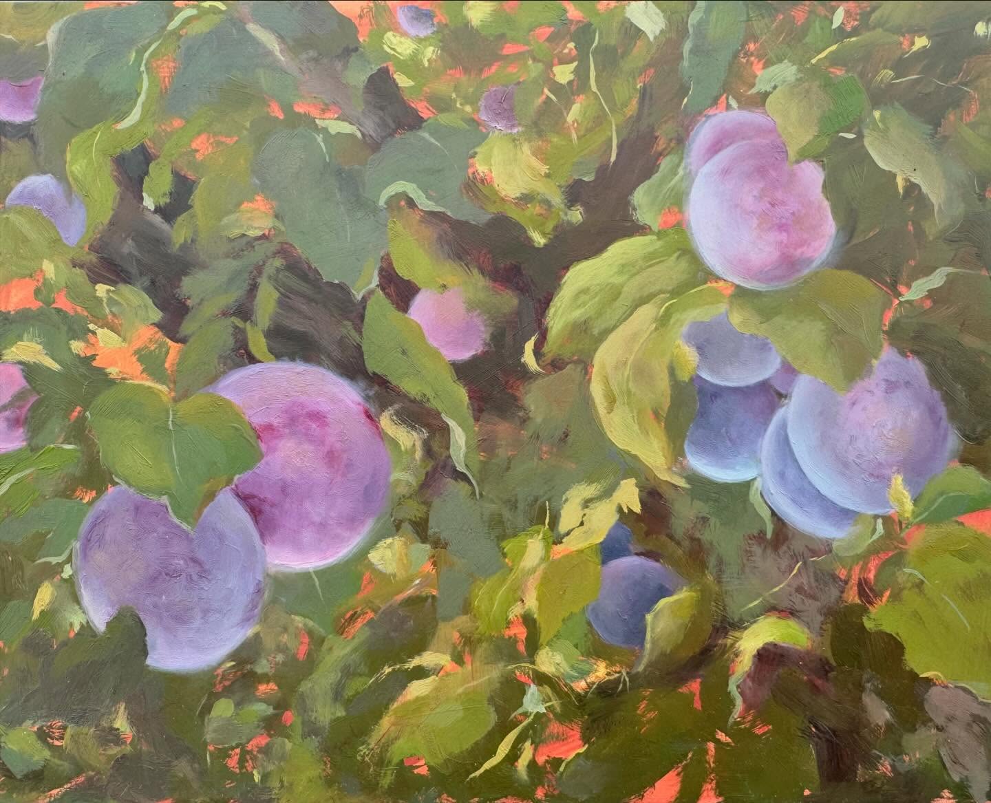 8x10 oil on panel. I had a friend who always insisted she hated purple. But why?? Purple plums are the prettiest! I love trying to catch that powdery film on the surface.
#fruitpainting #oilpainting #artgallery #womenartists #artforbreakfast #artcollector