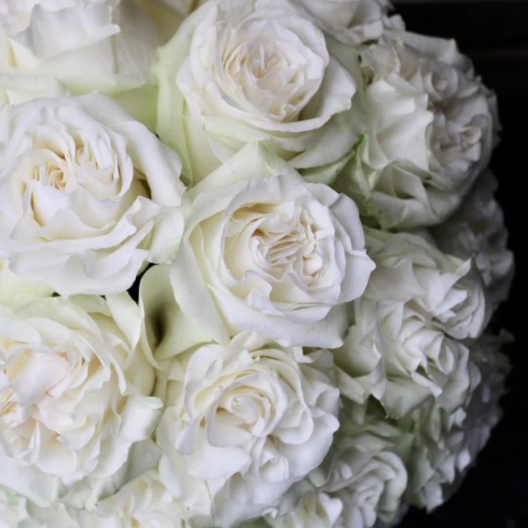 How gorgeous are these monodial roses 💕 #monodialroses #bridalbouquet #weddingflowersedinburgh #weddingfloristedinburgh #elegantbridalbouquet #rosebridalbouquet #whiteroses #whiterosebridalbouquet