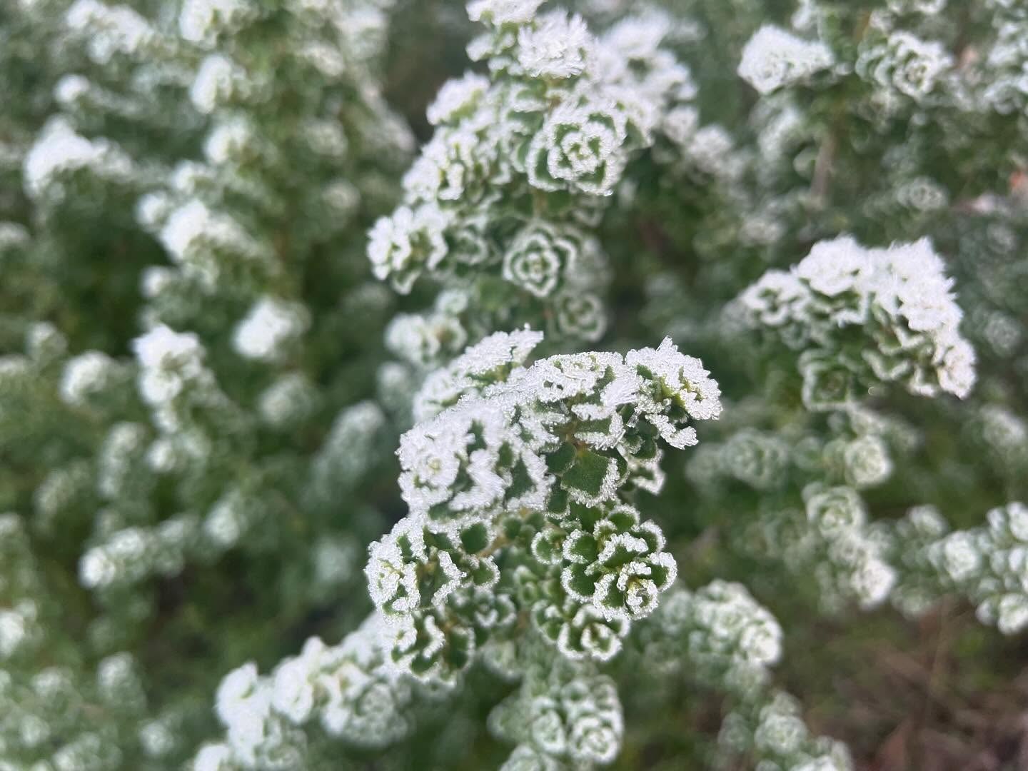Frost in the valley - ice crystals on Alpine mint; Hellebore Ivory Prince; Stachys Big Ears; Corsican Hellebore; oregano and Descampsia