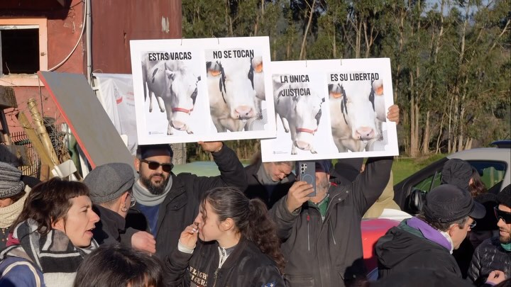 El 15 de enero fue un día histórico en la lucha por los derechos de los animales. Más de 150 personas de todo el país unidas para proteger a las 5 vacas del refugio @lamanadacantabra Pero esto es solo el principio. Seguiremos defendiendo a estos y a todos los animales.
✊🏻💚
January 15th was a historic day in the fight for animal rights. Over 150 people from across Spain came together to protect the 5 cows at the @lamanadacantabra sanctuary. But this is just the beginning. We will continue to defend these and all animals.
🎥: @mrpablura
#estasvacasnosetocan #noonetouchesthesecows #animalrights #derechosanimales