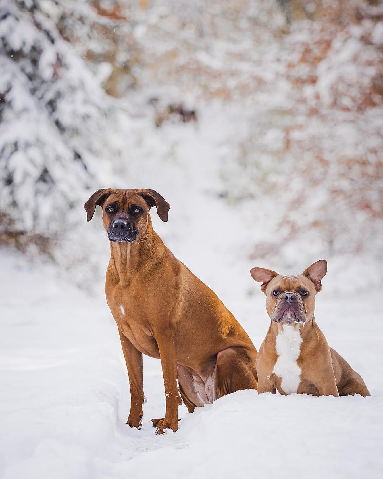 Snow & Doggos. ❄️🧊⛄️🩵
#AlphaBully #sportlichebulldogge #französischebulldoggen #bulldoggswithnoses #bullymitnase #healthyfrenchie #frenchiesofinstagram #sportlichefrenchies #nasenbär #retrofrenchie #französischebulldogge #französischebulldoggedeutschland #französischebulldoggeschweiz #bullysmitnase #frenchiebreeder #bulldoggezüchter