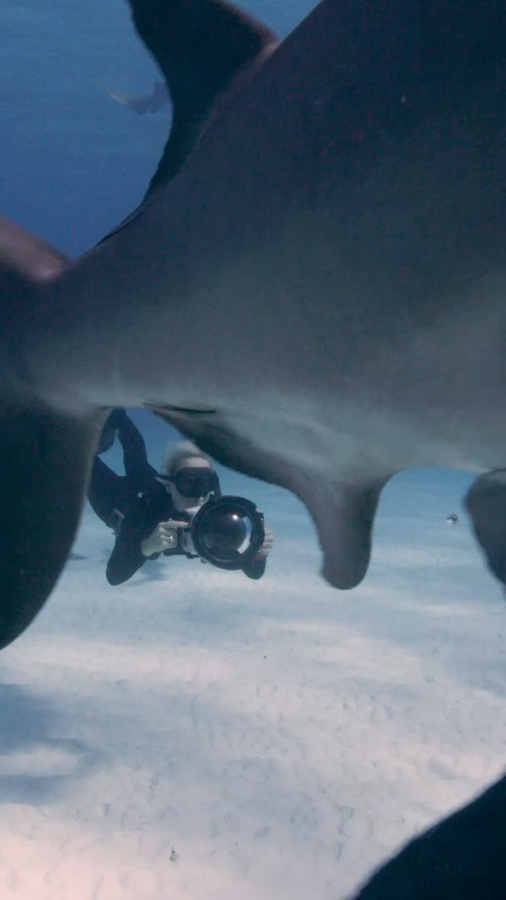 HAMMERHEAD FENDER BENDER on the highway !!! These amazing sharks are usually incredibly nimble, flexible and masters of navigating through their underwater realm. However when your eyes are stuck on the end of your funny shaped head it occasionally creates some amusing situations with Hammerhead bumper cars !!! @biminiscubacenter @biminisharkgirl @reddigitalcinema @gates.underwater @sharkeducation #bumpercars #crash #bumper #hammerhead #sharks #scubadiving #freediving #bump #greathammerhead #resdigitalcinema #red #gatesunderwater #fourthelement #bimini #bucketlist #travel