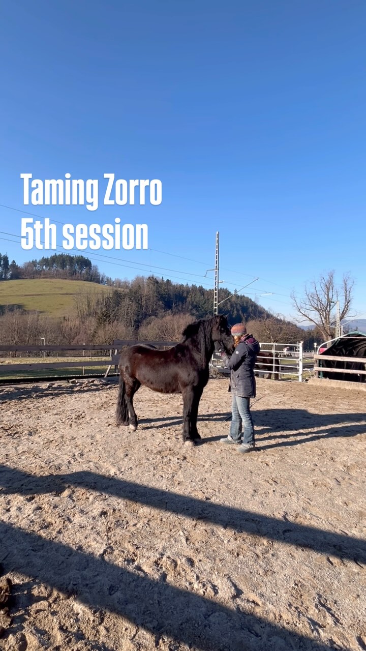 Taming Zorro is one of those stories that remind me of why I got into helping horses and humans come together in the first place - the mission of making the world a better place for horses and humans.
Feeling the relief and gratitude of Zorro’s owner that has a 2 year long history of worrying about him is something that touches me deeply. It’s the relief of a person that refused to follow countless advices from all directions on how to get rid of a horse that can’t be touched or caught and instead kept on believing in a future for him.
His owner was overwhelmed by emotions when she saw how much Zorro changed in just 5 sessions and when she realized that not giving up on him and all the worries and stress that come with caring for a horse that can’t be touched have been worth it. The moment when she realized that it is indeed possible that Zorro can live a life around humans without constant fear and that he can get access to veterinarian and other basic healthcare was simply beautiful and the biggest reward for my work.
I didn’t have time to cut some snippets of sessions 3 & 4 but let me know in the comments if you’d like to see more of how I’m taming Zorro.