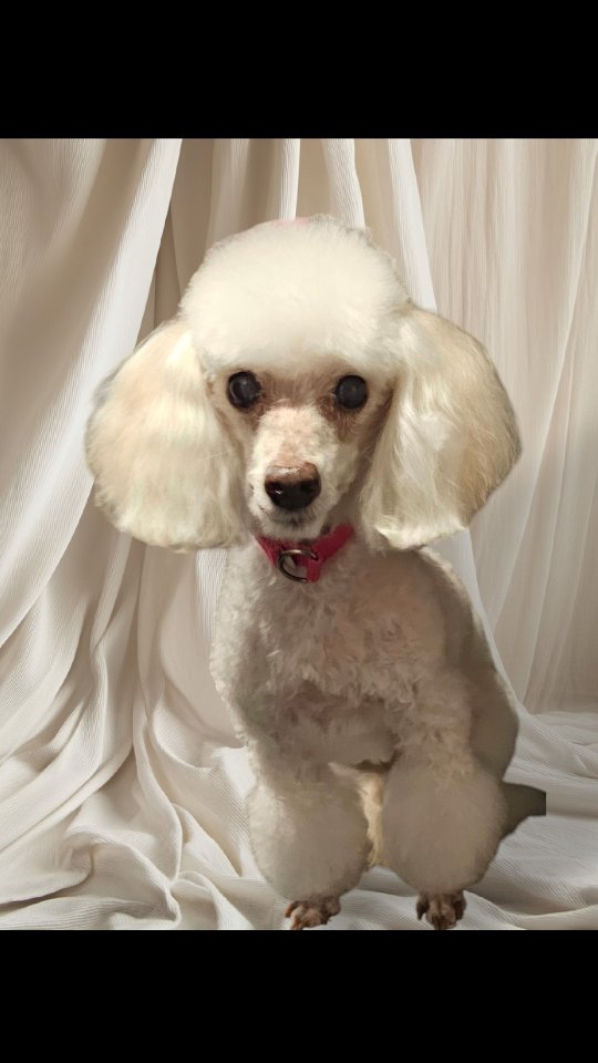 Lucy during her spa day 🥰🐶
#thegroomiez