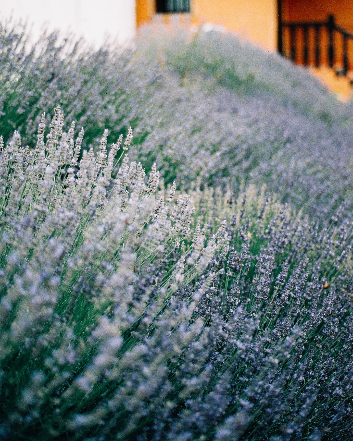 Timeless lavander tones 😍
.
#photographemariageroanne
#photographemariagelyon
#mariagelyon
#mariageroanne
#futuremariee
#mariee
#photographeargentique
#filmphotographer
#mariageprovence
#weddingplanner
#weddingplannerlyon
#weddingphotographer
#lyonwedding
#madewithkodak #ektar100 #lavander #lavande #provence