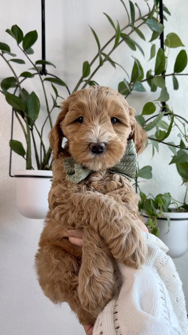 How do you pick just one?
Soaking up every precious moment with these sweet babies during our last week together 🐾💕
Watching them grow and learn has been such a joy, and I couldn’t be more excited for the love and happiness they’ll bring to their new families.
Raising these pups has been a labor of love, and I’m so proud to send them off with the best start possible.