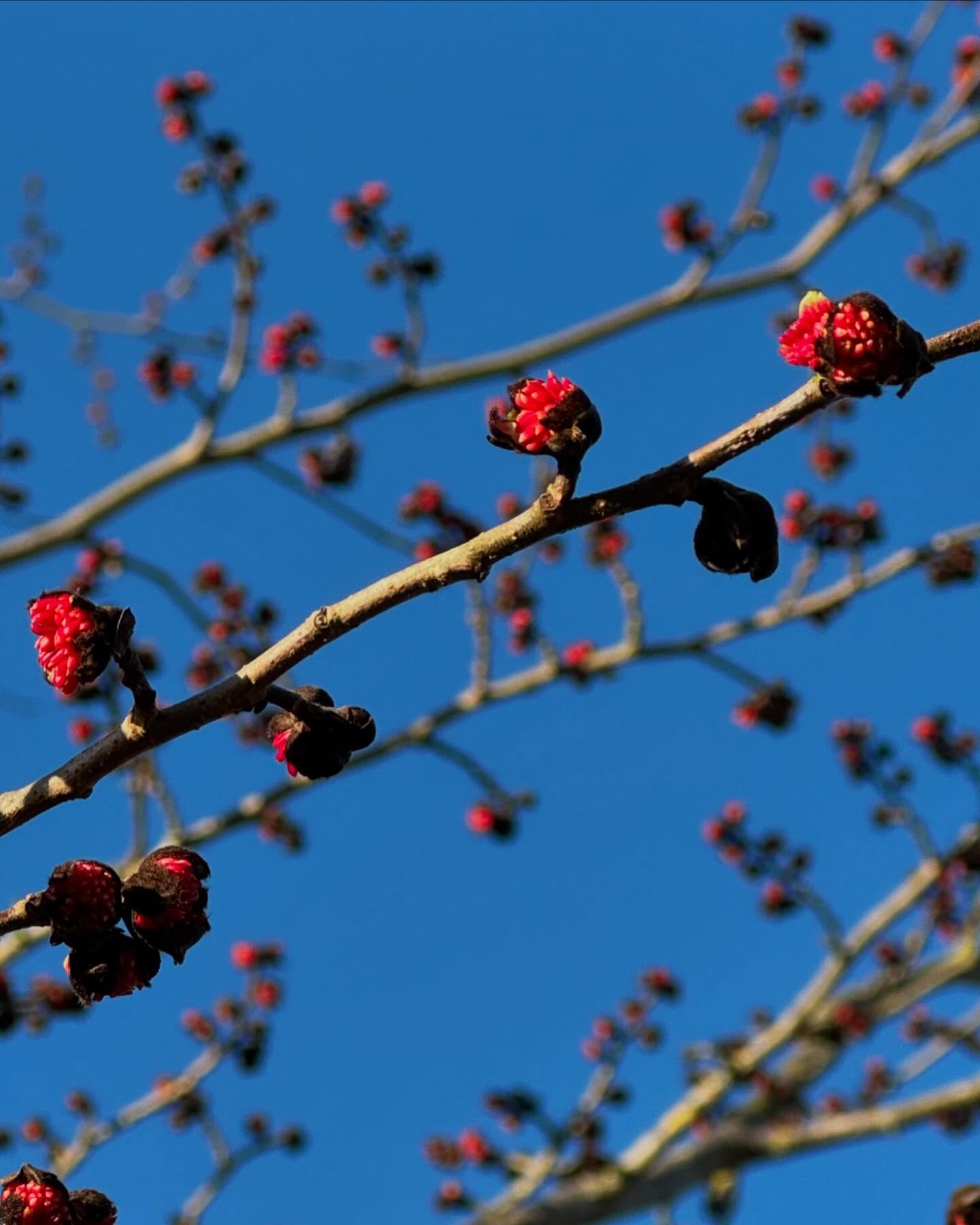 Parrotia persica also known as the ironwood tree - The dark red flowers, similar to those of Hamamelis, are displayed on the bare stem during the start of the year. A joy to see in January. It has heart-shaped leaves which turn in the autumn putting on a fantastic display which ranges from crimson to red to yellow to orange and golden. A lovely tree well worth finding a space for. Do you have room for one? #earlyfloweringtrees #unusaltree #autumncolours #goodforinsectsandbees #fiboylegardendesign