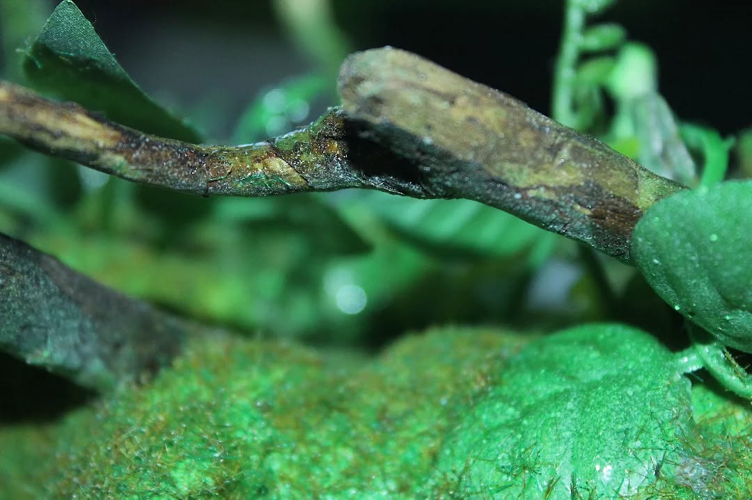 Devils in the Details
Visit the page or the website to see how we at SiiMULATE can help you
Simulate your Space 🍃 #siimulate