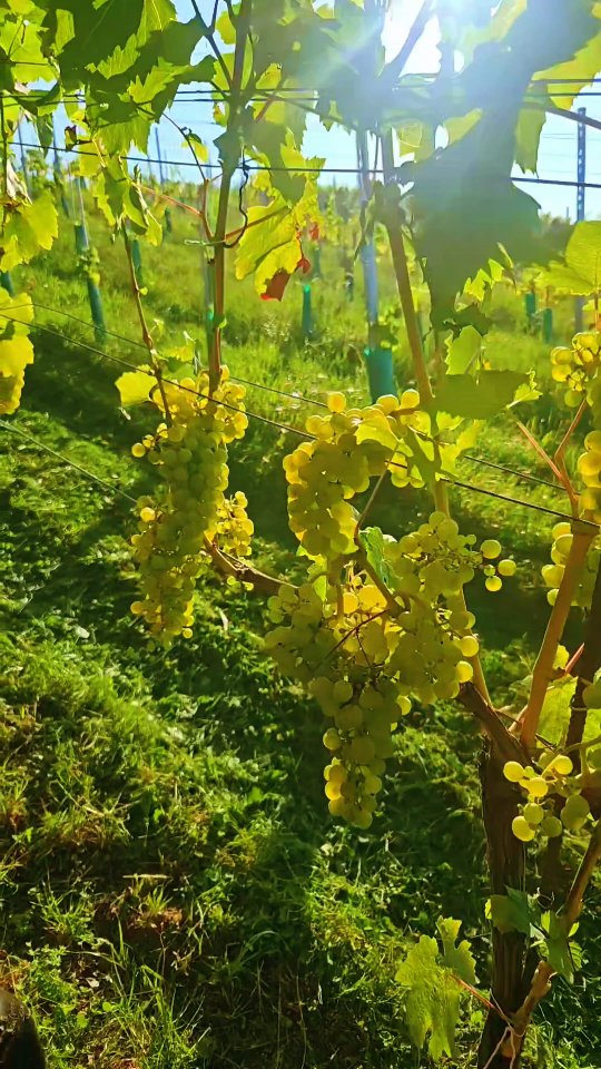 Ein kurzer Einblick:
Arbeiten mit Traktor und Maschinen – aus unserer Sicht🚜🍇🍷
#2024 #rebbau #weinberg #weinbau #weinbaubetrieb #wein #grüningersrebbau #familienbetrieb #triboltingen #arbeit #ermatingen #untersee #thurgau #weinzeit #winzer #reben #bodensee #cararro #trauben