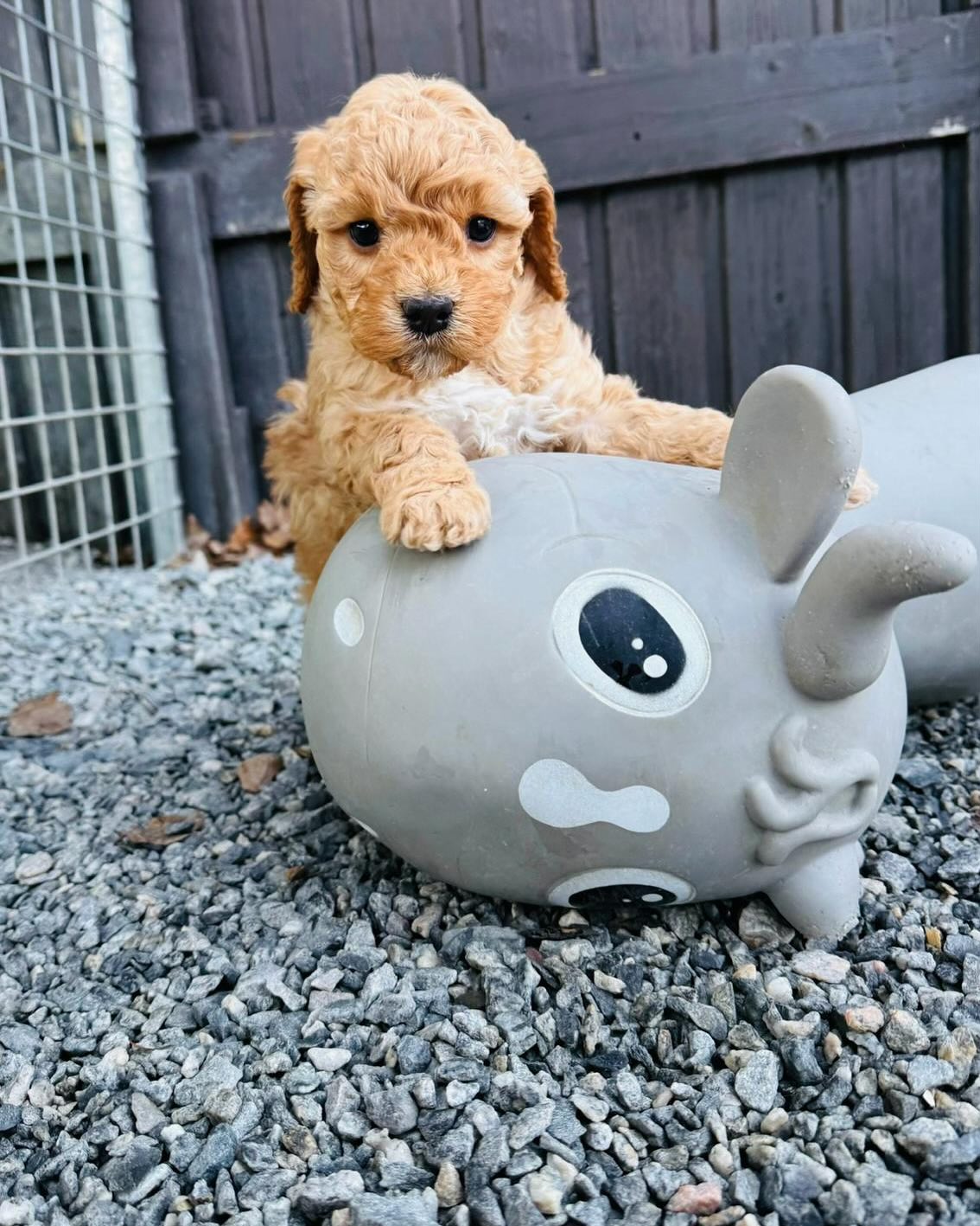 Noen av våre herlige små, leveringsklare neste uke🥰 #puppy #puppylove #puppygram #puppiesofinstagram #australiancobberdog #australiancobberdogsofinstagram