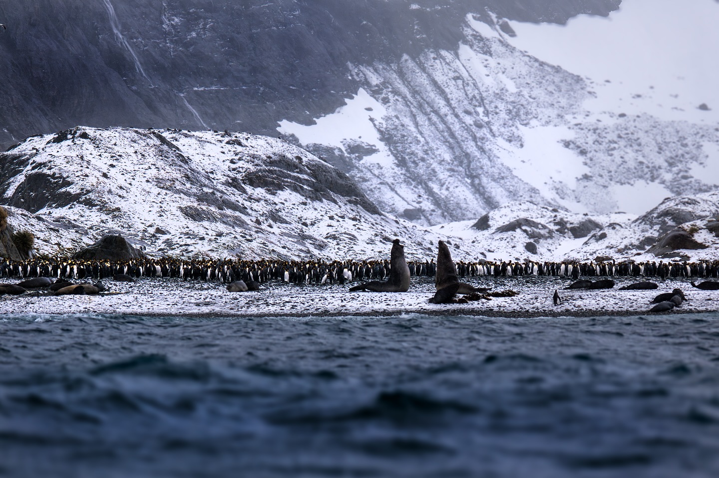 Combat d’éléphants de mer : deux monolithes pouvant peser jusqu’à 4 tonnes, sous le regard des manchots royaux, spectateurs de ce duel. 🇬🇸
#southgeorgia #wildlifephotography #landscapephotography #natgeowild #lumix #penguin #sigma
