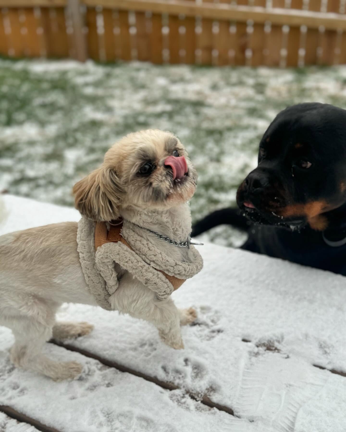 It’s SNOWING in San Antonio, and we’re here for it! ❄️☃️🐾
📞863-292-1190
🌐www.xcaliberk9.com
#dogtraining #k9ltw #dogobedience #pettraining #k9warriors #k9training #dogsofinstagram #k9ltw #dogoftheday #summervibes #petstagram #petlovers #dogsofsatx #dogsofsanantonio
#doglover #trainyourdog #k9 #snowday #snowdog