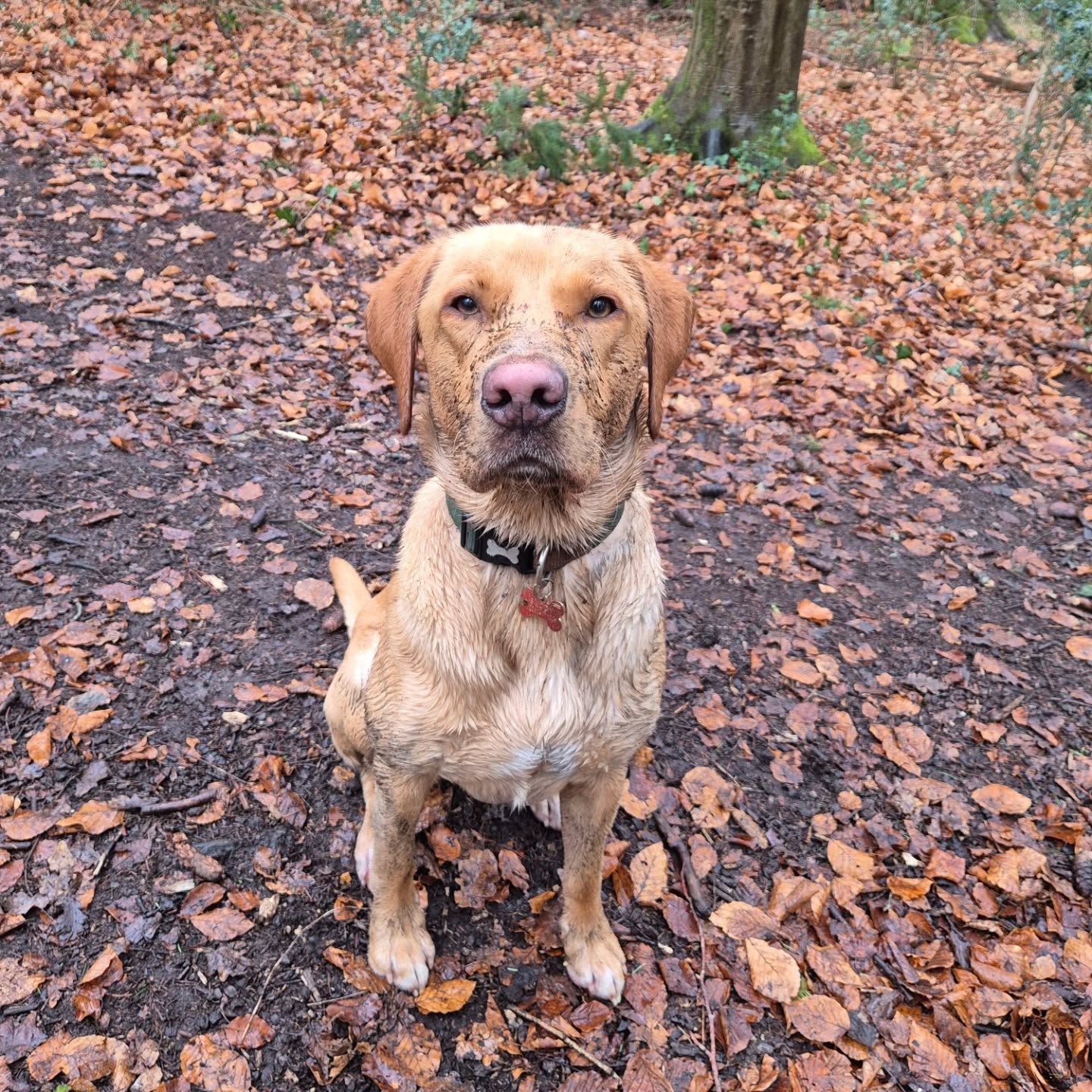 "I gots a muddy face..."