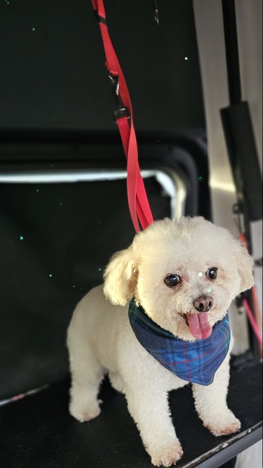 Teddy after his spa day 🐶
#thegroomiez