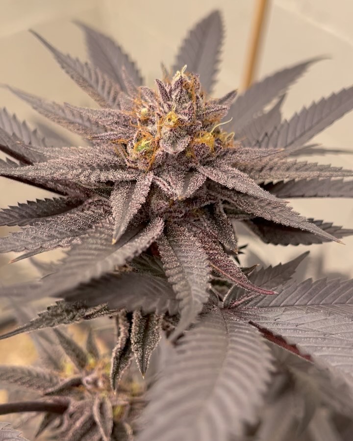 Going through hunting the Tinker Toots F2 population and there are ABUNCH of phenotypes popping up that we did not get to see in the F1 population!
The GrandParents are really coming out in these girls!
Big huge thank you to @benifarmz and @beni__710 for doing this Test run and for documenting it for me!
Tinker Toots = Fartfetti #3* x Remington Rot F2
Fartfetti #3 = Chewy Runtz(@mastermindgenco’s) x Remington Rot F2