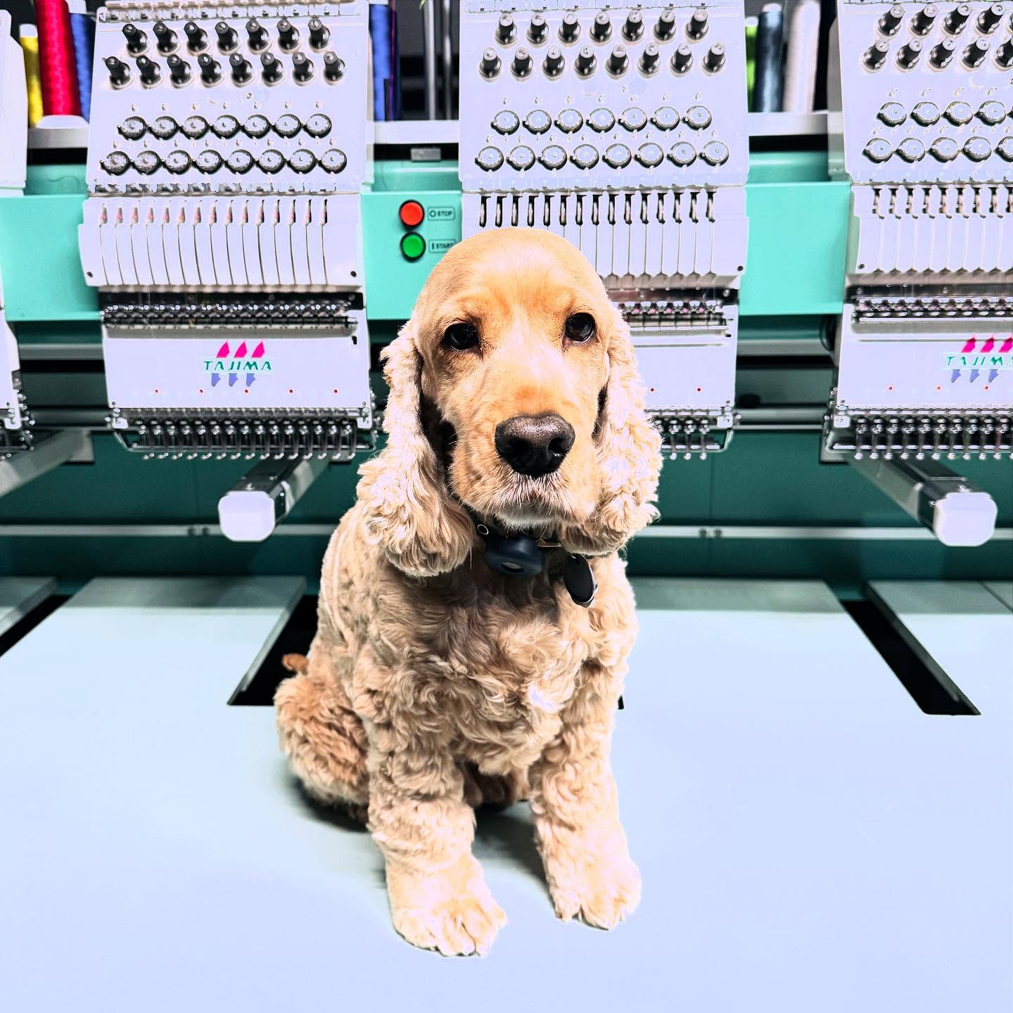 When your doggo loves to help you at work! This cutie is @simba_the_aussie_cocker ❤️❤️❤️ He loves his embroidered garments and collars! He’s a fancy doggo 🐶 🐾