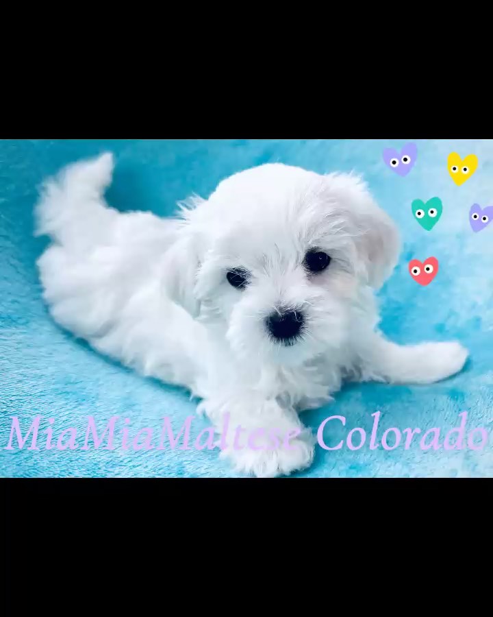 #puppy #puppylove #maltese #maltesepuppy #cute #cutedogs #love #animals #foryou #baby #babygirl #babyboy #malteselovers #doglovers #bark