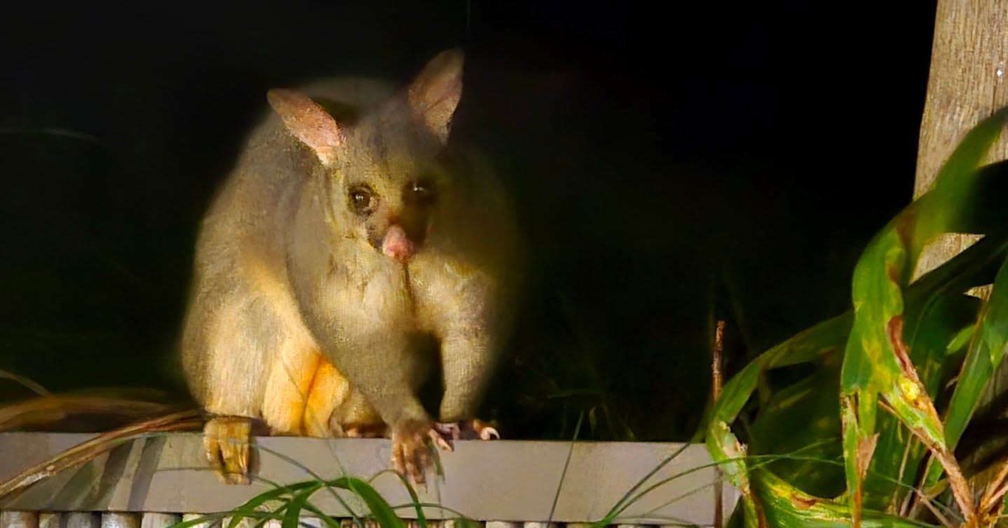 Visiter in the night..