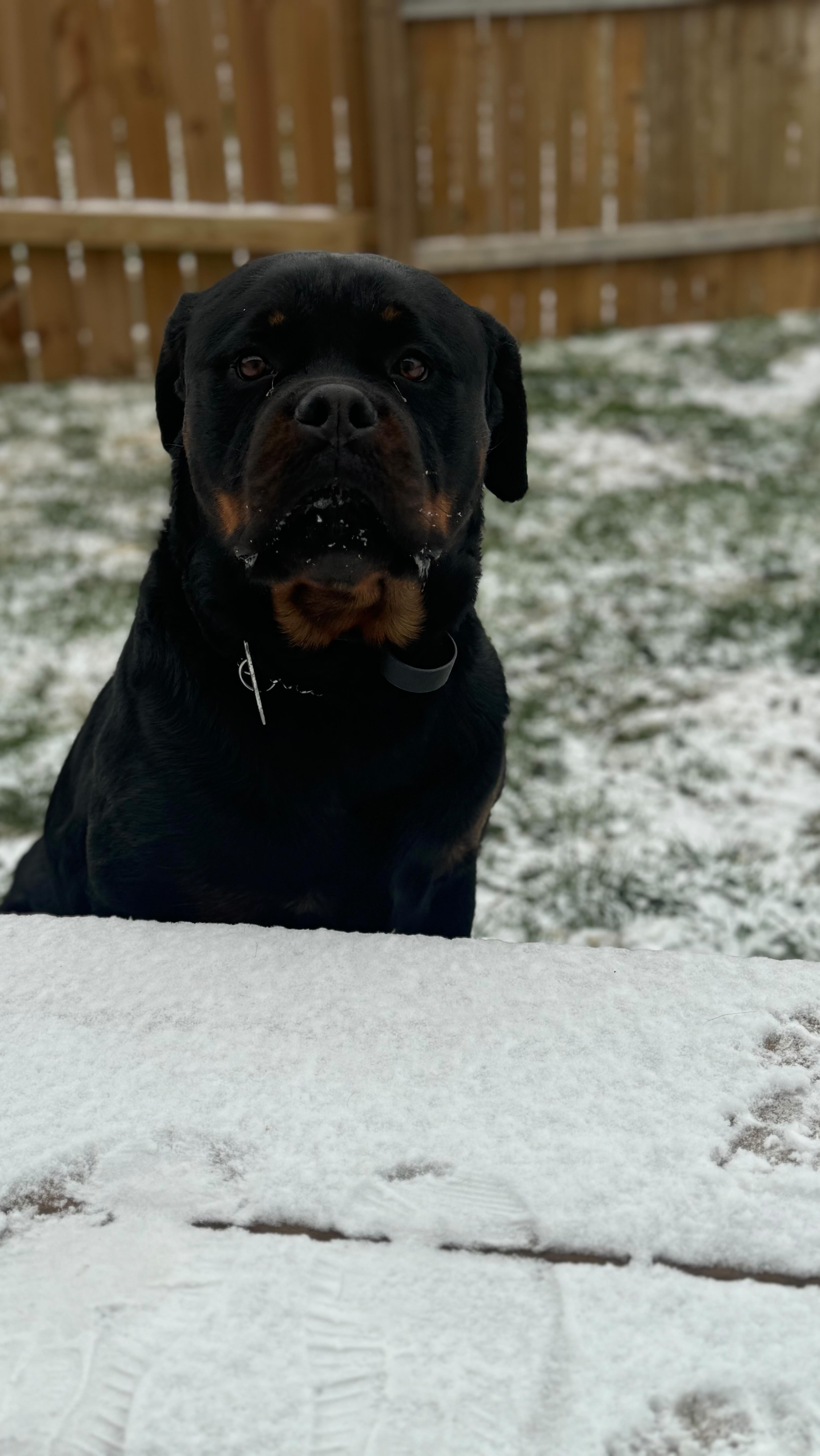 💈✂️Grooming your dog is a great way to build trust, keep their coat in tip-top shape, and help maintain their overall health. For more tips, DM us or ask below! ⬇️
📞863-292-1190
🌐www.xcaliberk9.com
#dogtraining #k9ltw #dogobedience #pettraining #k9warriors #k9training #dogsofinstagram #k9ltw #dogoftheday #summervibes #petstagram #petlovers #dogsofsatx #dogsofsanantonio
#doglover #trainyourdog #k9
