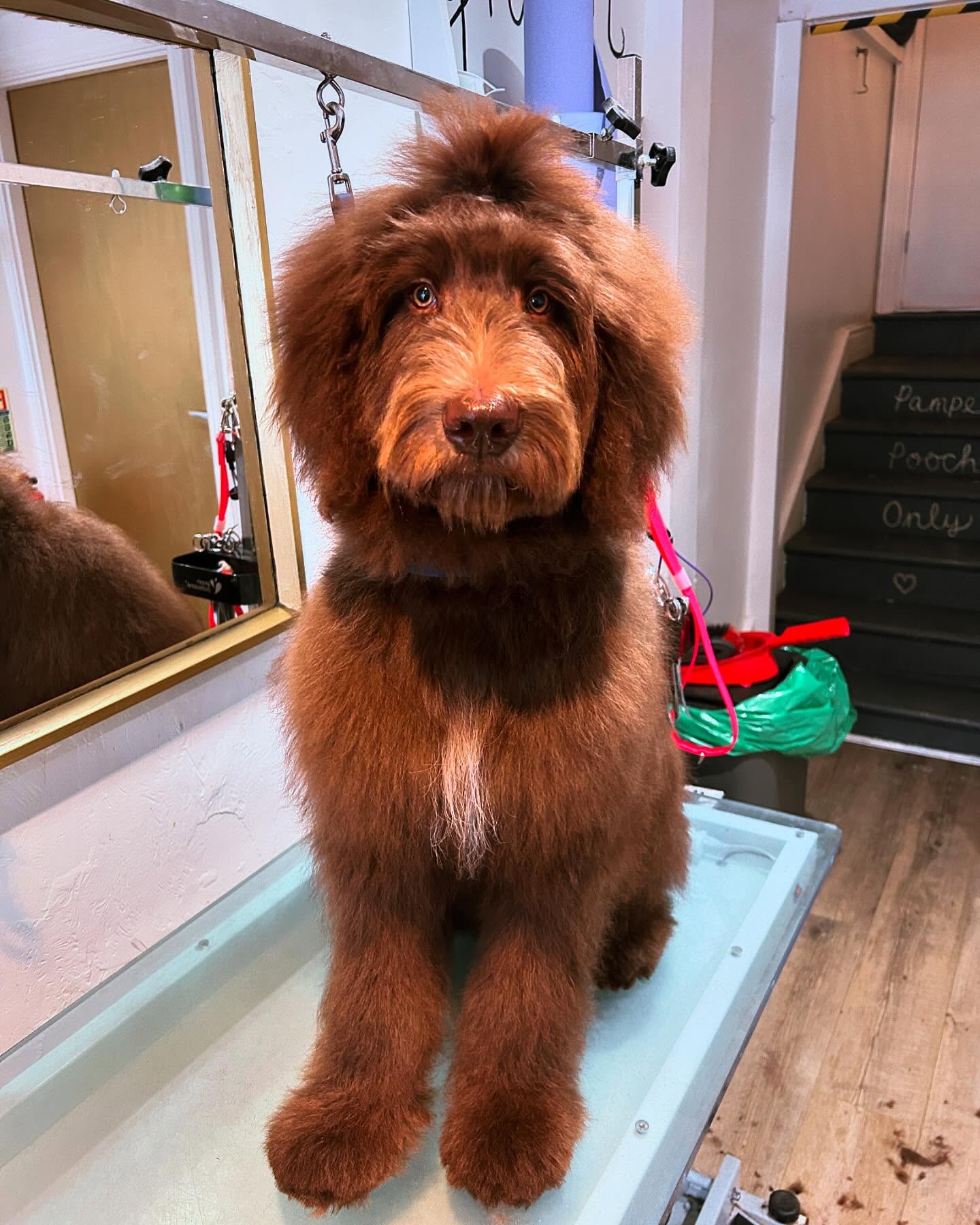 Meet Birdie the Bernadoodle! 🕊️ 5 months old and already huge! She’s absolutely gorgeous and so well behaved 🥹❤️ #woofmans #woofmansdoggrooming #brightondogs #brightondogsofinstagram #bernadoodle #brightondoggroomers