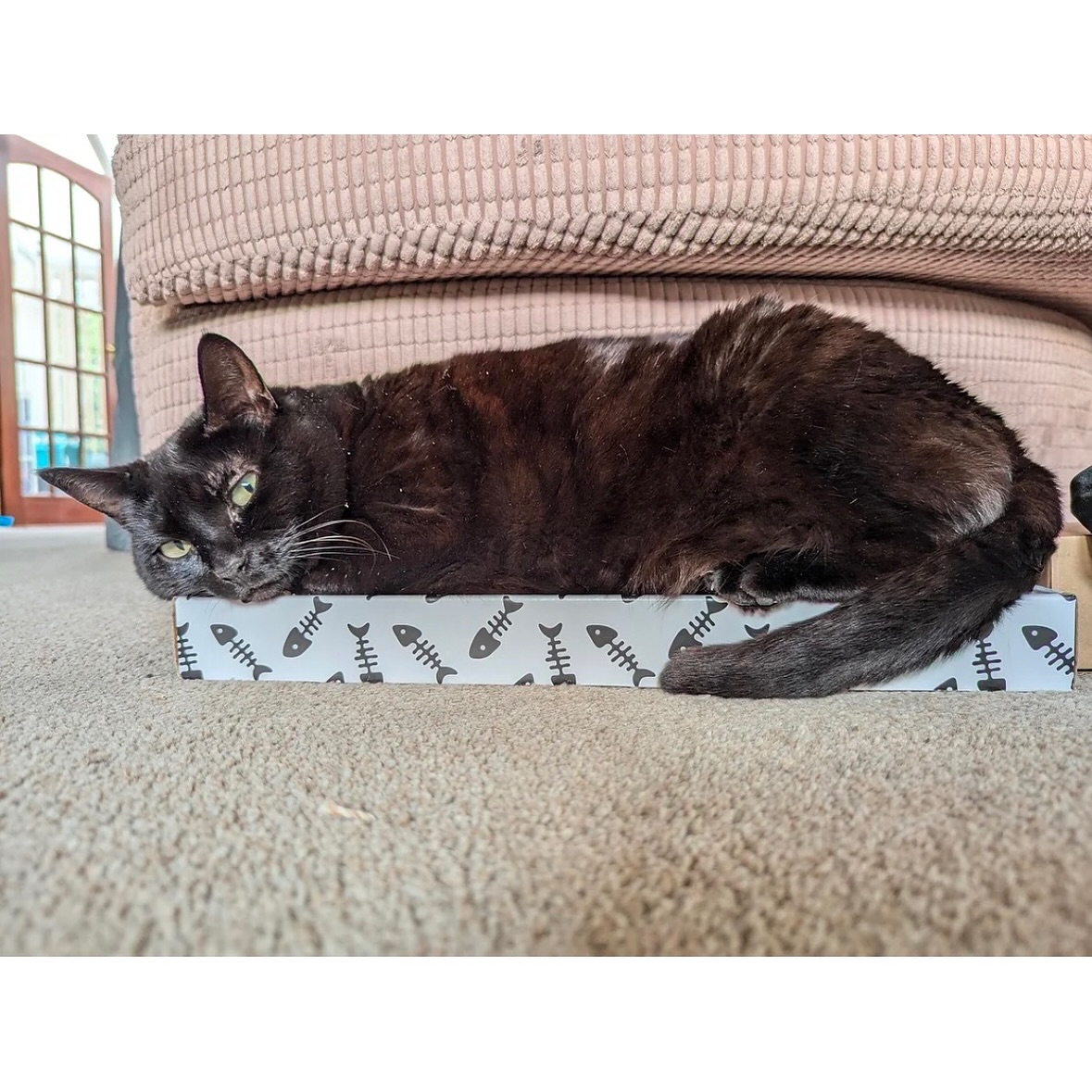 🐾 Pig, Hollie’s adorable cat🐱, she used to scratch the couch, but now this scratch post has stolen her heart—and she’s totally obsessed! 🛏️ It’s not just for scratching; it’s also her favorite spot to lounge like a true queen. 👑
Wave goodbye to scratched furniture and say hello to one happy kitty! 💕
More details at pets-crew.com
.
,
.
,
#petscrew #pets_crew #petcrewpetsupplies #cat #kitten #kittenlove #catlover #love #toy #pet #petlovers #hometime #meow #worldwide #pet_toy #CatLife #HappyCat #ScratchPost #Adventures #sleep #rest #entertainment #relax #queen #adorable #scratching