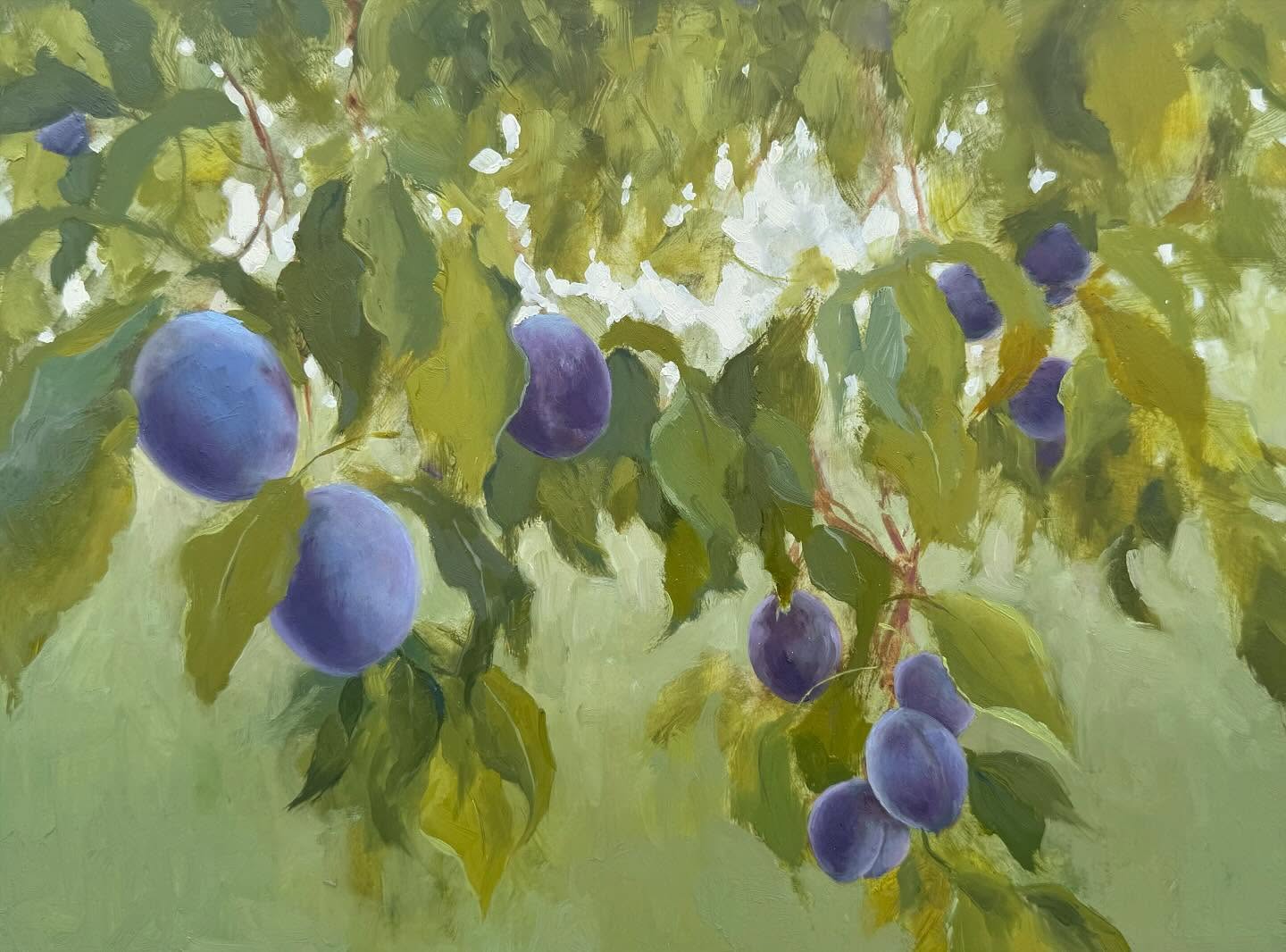 9x12 oil on panel. More plums. These bluish ones from my friend’s tree are so, so beautiful. I hope it’s a bountiful spring for fruit this year.
#oilpainting #fruitpainting #artcollector #artgallery #lightandshadow #plums #fruittrees