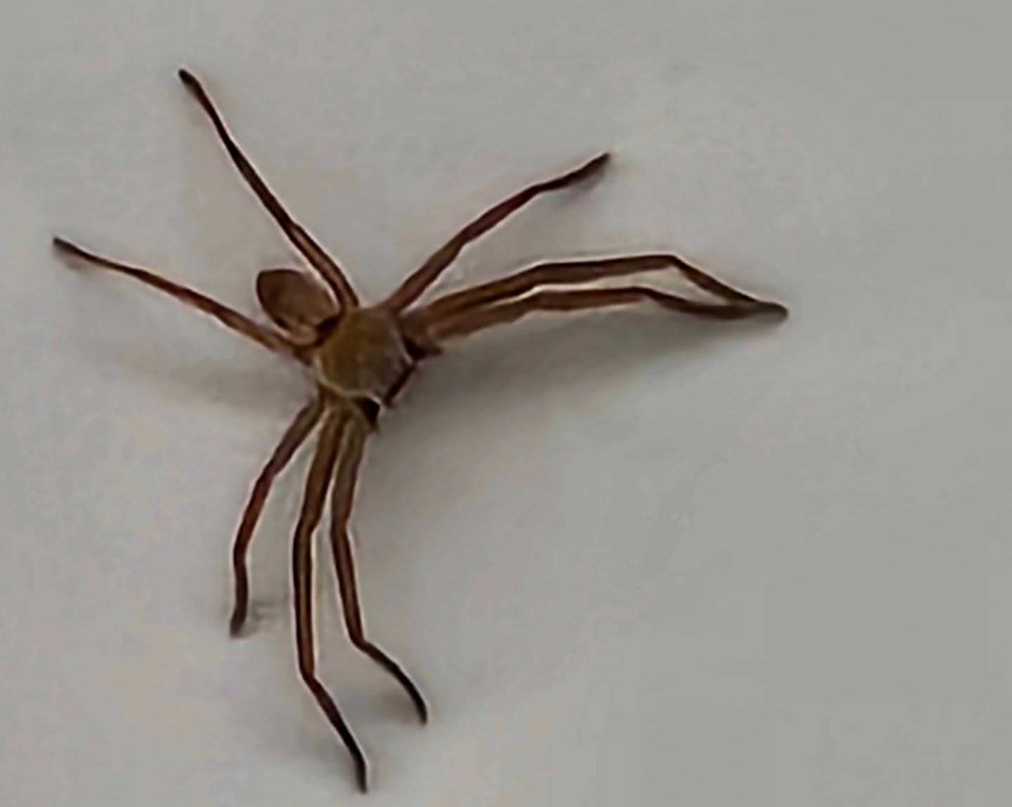 Very beautiful huntsman, about 10 cm. Sat and listened to a concert for free just above me on the ceiling.