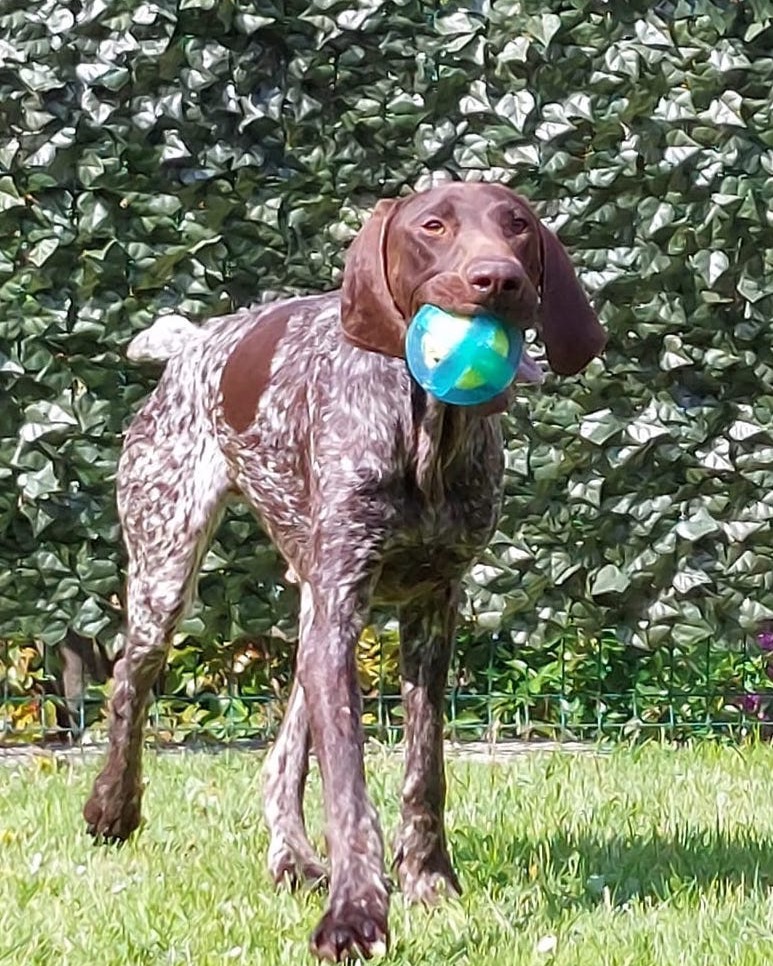 Skip
Due to circumstances we are looking for a new home for Skip.
Age/estimated date of birth: 04-11-2020
Skip is a nice, sweet, energetic, cheerful and friendly German Shorthaired Pointer.
He was adopted from our shelter in Serbia and arrived with his family in Belgium on 05-05-2022.
Skip needs a lot of attention and clear guidance from his owner.
He can walk on a leash, but pulls a lot. He needs training for that.
Skip is used to being indoors, house-trained and just wants to be with his owner. He loves playing with other dogs and also likes to play with people. Cats are a no go.
Skip has a lot of energy and therefore needs nice walks and wants to be mentally challenged.
In short, a very sweet and actually quite easy dog who wants to do fun things together with his new family.
It is possible to meet Skip at his current owners in Belgium.
More information about Skip is available from us. So if you think you can give Skip the love, attention, guidance and training, please contact us.
You will have a wonderful loyal friend for life!
Contact via email; gsprescuehr@gmail.com
Messenger or
WhtasApp.
#dontshopadopt#gspoftheday #gspcommunity#germanshorthairedpointerlovers #germanshorthairedpointerlovers #pointerlovers #gspcommunity #pointerlove #germanshorthairedpointer #birddog #pointersofinstagram #gsprescue #gspworld #gsp #gsplife #gsploverig #gsplovers #gspsofinstagram #gspuniverse @lydia_lidach #rescuedog #rescuedogsofinstagram #rescuedismyfavoritebreed#deutschkurzhaar