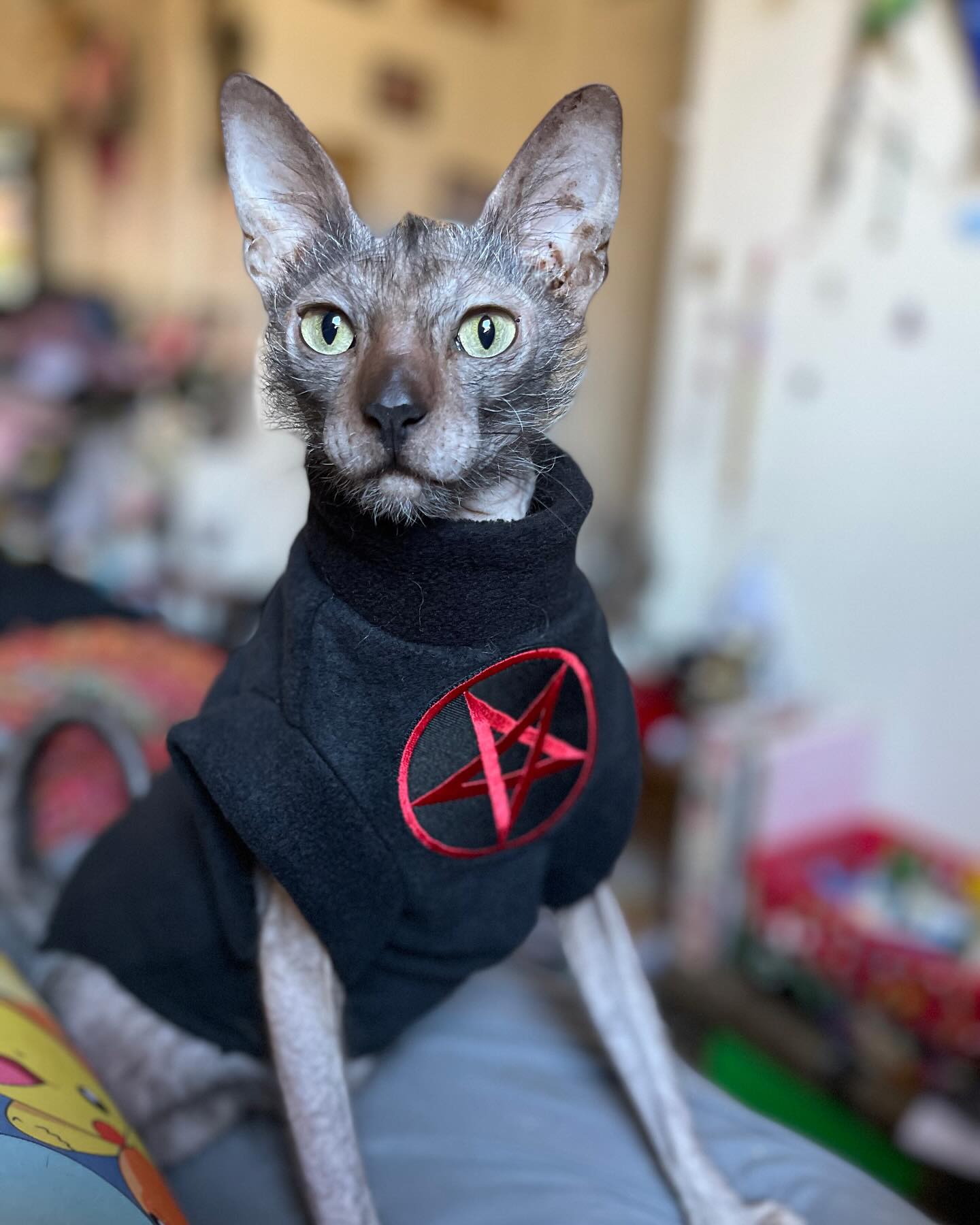 New sweater!
#lykoi #cats #catsofig #catsofinstagram #catstagram #catsofinsta