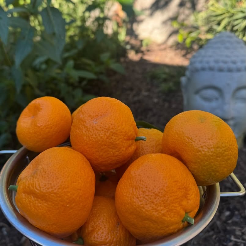 There are so many viruses circulating right now and we have all been sick!
I am so grateful for these wonderful Mandarin Oranges that have been nourishing my family through this winter season.
A garden provides us with fresh, healthy produce, especially when you need it most. It’s a testament to the power of nature and its ability to nourish us.
It feels as though the garden has an intuitive sense of what we need, almost like it’s taking care of us. It’s true that many winter crops are packed with Vitamin C, which is essential for a healthy immune system.
Which Vitamin C-rich foods is your garden growing this winter? I’d love to hear about it. Maybe it’s kale, broccoli, Brussels sprouts, or perhaps some citrus fruits?