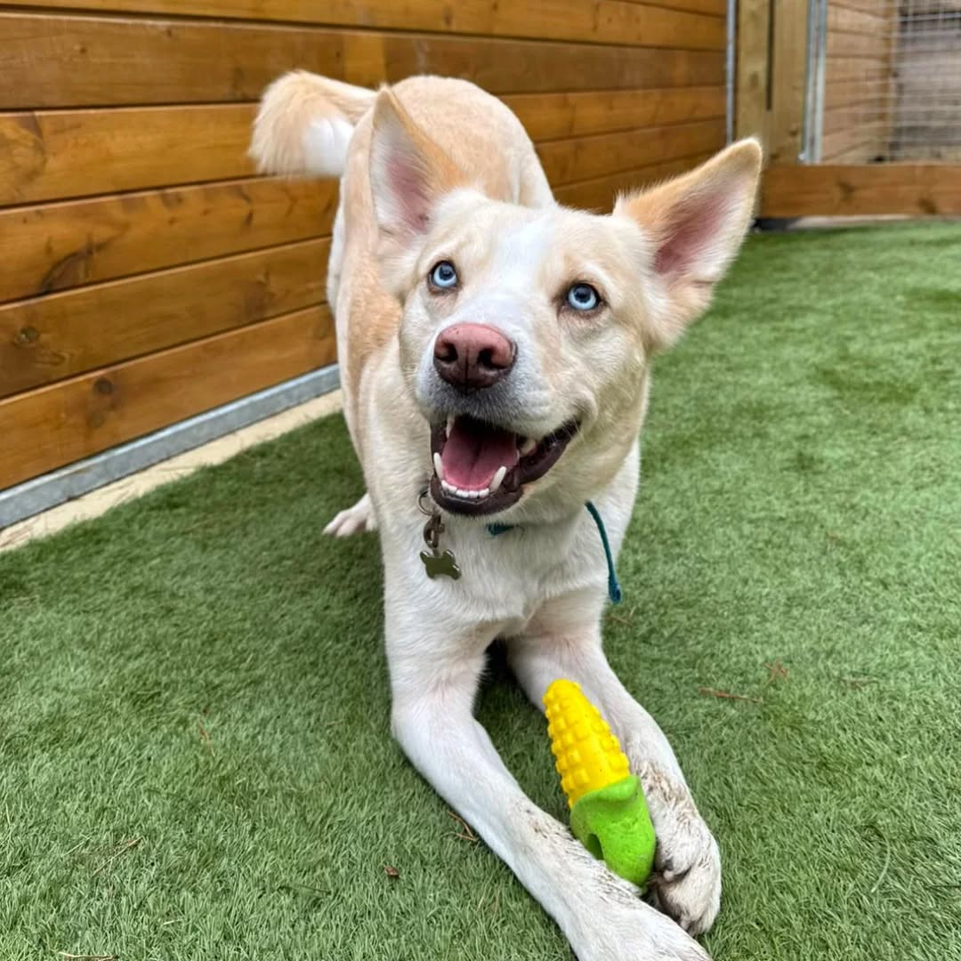 Can anyone guess Arlos favourite snack 🌽
#playfulpup #dogboardingbusiness #dogsonholiday #huskycross #happydoglife #dogtoys