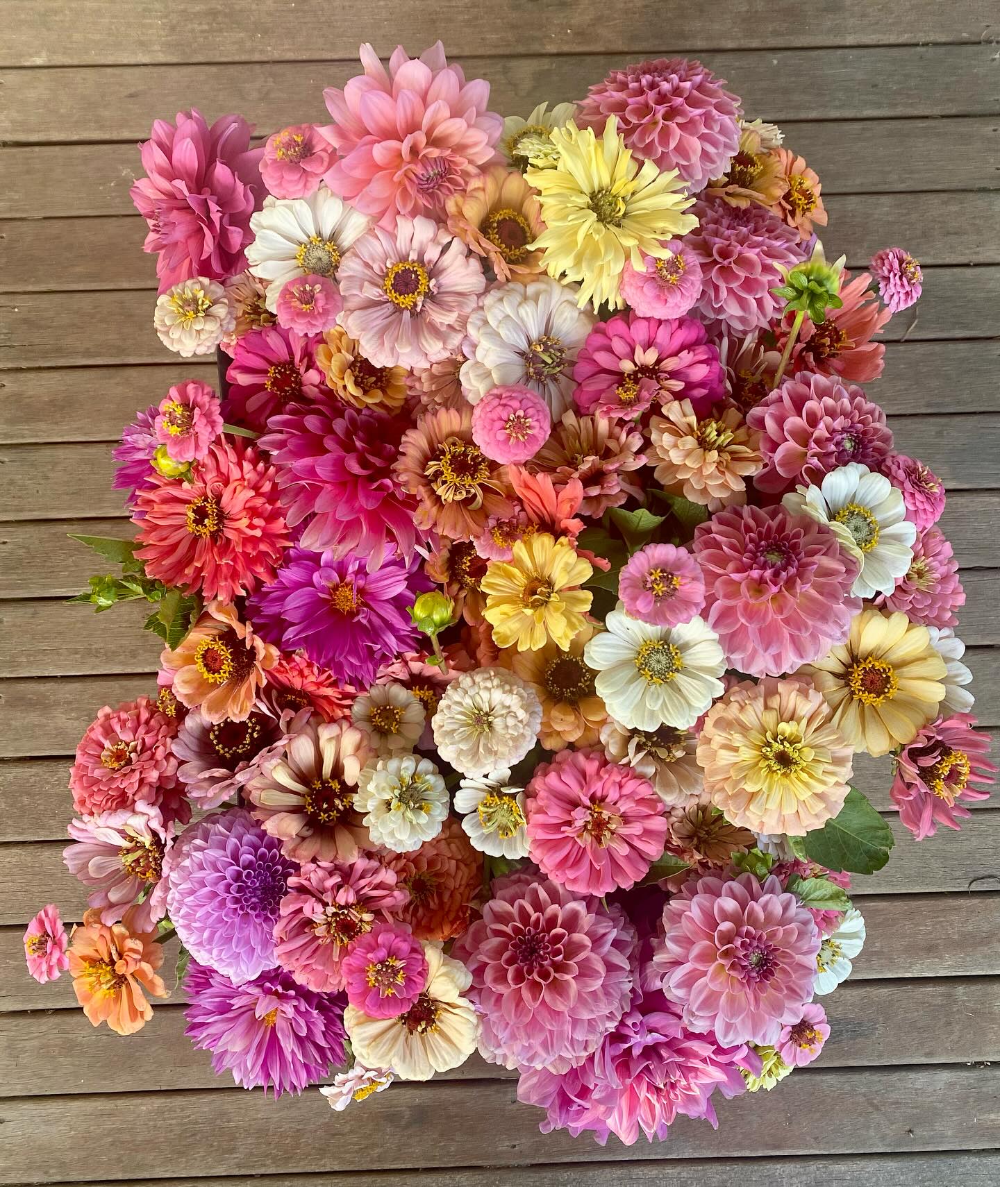 This morning’s harvest is heading out to @goodnessmeorganics ❤️
Who knew zinnias could look this good! I’ve been saving my own seeds for a few seasons now and it’s pretty fun seeing all the new and interesting cross pollinated beauties (and the odd weirdo 😂) each season. I also have a few brand new @floret zinnias in this mornings harvest for those who adore Floret will know how absolutely exciting that is 😉
I hope you love them as much as I do
Tegan x
#floretszinnias #imustgrowflowers #seedsaving #newcastleflowers #imusthaveflowersalwaysandalways #summerflowers