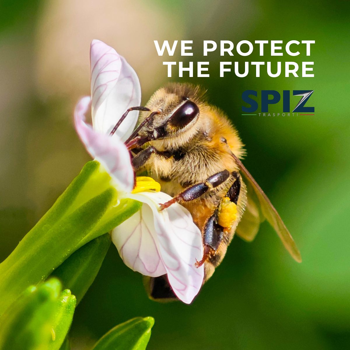 Per il 2025, Spiz Trasporti ha stratto una partnership con @3bee_aworldwithbees per la tutela delle api, adottando un alveare e contribuendo così alla salvaguardia di questi preziosi impollinatori. Crediamo fermamente che la sostenibilità sia la chiave per proteggere il futuro e per questo ci impegniamo in iniziative concrete che favoriscono l’equilibrio dell’ecosistema. 💚
Ogni nostra azione è guidata dalla volontà di ridurre l’impatto ambientale e promuovere un modello di sviluppo più responsabile. Per noi, innovazione e sostenibilità viaggiano insieme.
•••••••••••••••••••••••••••••
For 2025, Spiz Trasporti has formed a partnership with @3bee_aworldwithbees to protect bees by adopting a beehive and contributing to the preservation of these precious pollinators. We firmly believe that sustainability is the key to safeguarding the future, which is why we are committed to concrete initiatives that support the balance of the ecosystem. 💚
Every action we take is driven by the desire to reduce our environmental impact and promote a more responsible development model. For us, innovation and sustainability travel together.
#SpizTrasporti #Affidabilità #Professionalità #sostenibilità