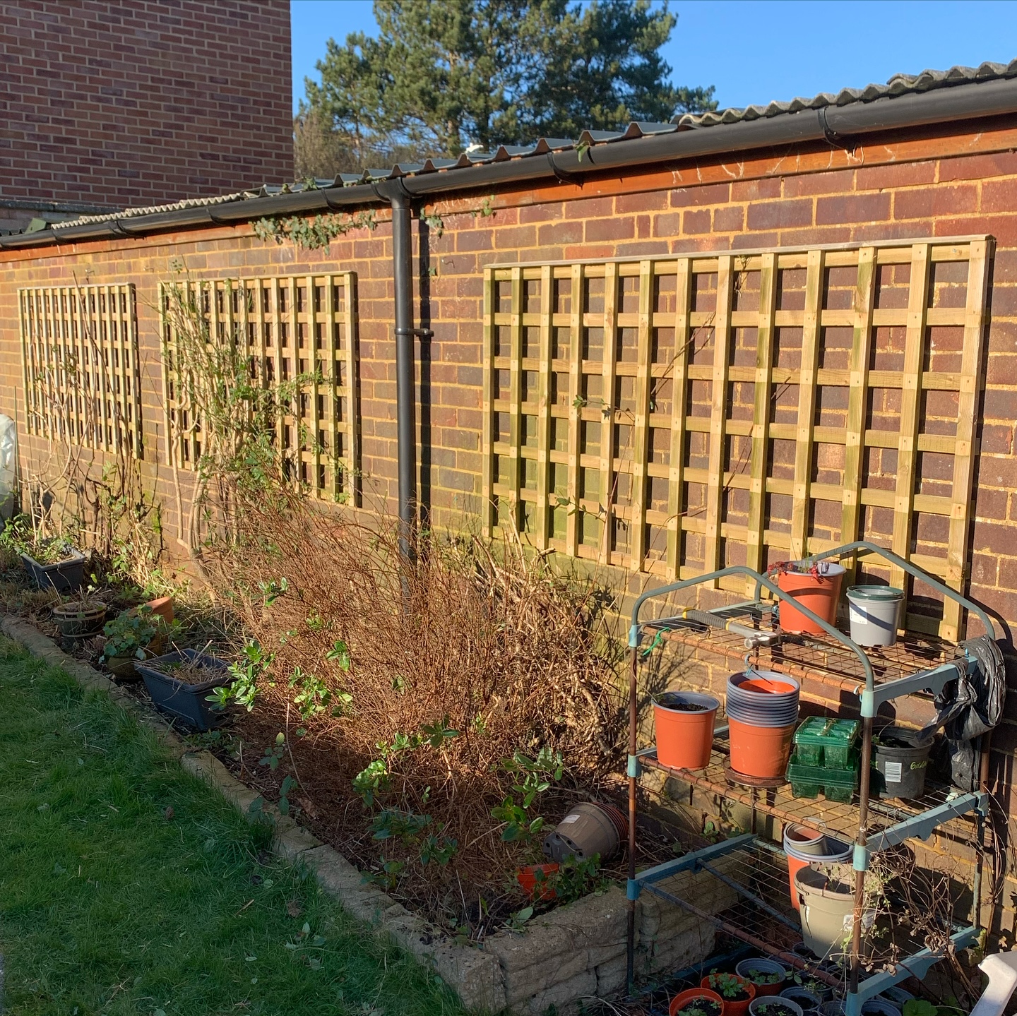 Trellis replaced and a quick ‘functional’ tidy up
#highamwoodgardens #gardenertonbridge #gardeningtonbridge #plantloversofinstagram #pollinatorgarden #gardening #gardensofinstagram #englishgardens #plantlife #gardenborder #garden #gardenideas