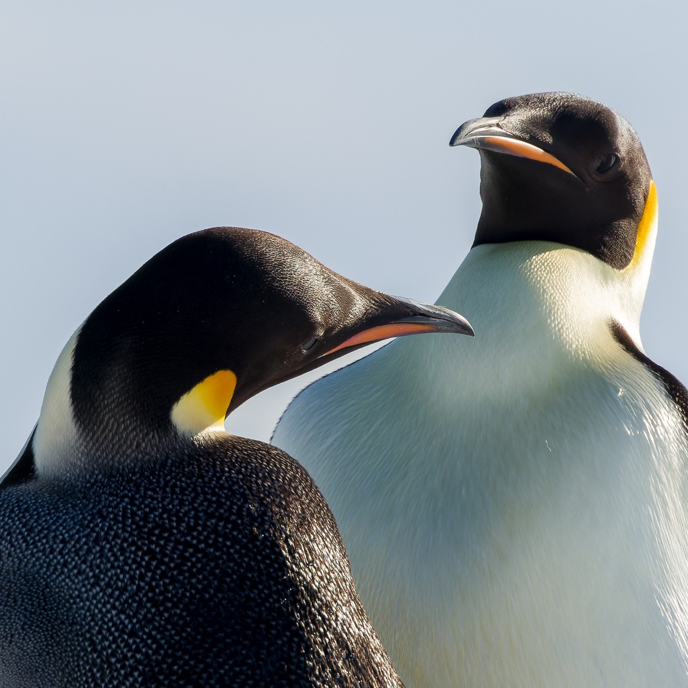 Captured in the remote and icy wilderness of Snow Hill Island, Antarctica, this moment features two juvenile emperor penguins — a true once-in-a-lifetime experience. These guys are not only the largest of the penguin species but also some of the most elusive to witness in person.
Emperor penguins are the only penguins that breed during the Antarctic winter, with temperatures plunging as low as -60°C (-76°F)! ❄️
They can dive to depths of over 500 meters (1,640 feet) in search of food—longer and deeper than most other bird species.
Seeing these incredible birds in person is rare. Only a few travel to the most remote parts of Antarctica for a chance to encounter them in their natural habitat. It's a humbling reminder of the resilience of life in one of the harshest environments on Earth.
#EmperorPenguins #Antarctica #SnowHillIsland #WildlifePhotography #PenguinLove #PolarExpedition #NatureLovers #RareSights #TravelPhotography #Conservation #WildlifeConservation #AntarcticWildlife #ExploreTheWorld #NaturePerfection #BirdWatching #PenguinPhotography #FrozenLandscapes #WildlifeEncounters #IncredibleNature #SaveThePenguins