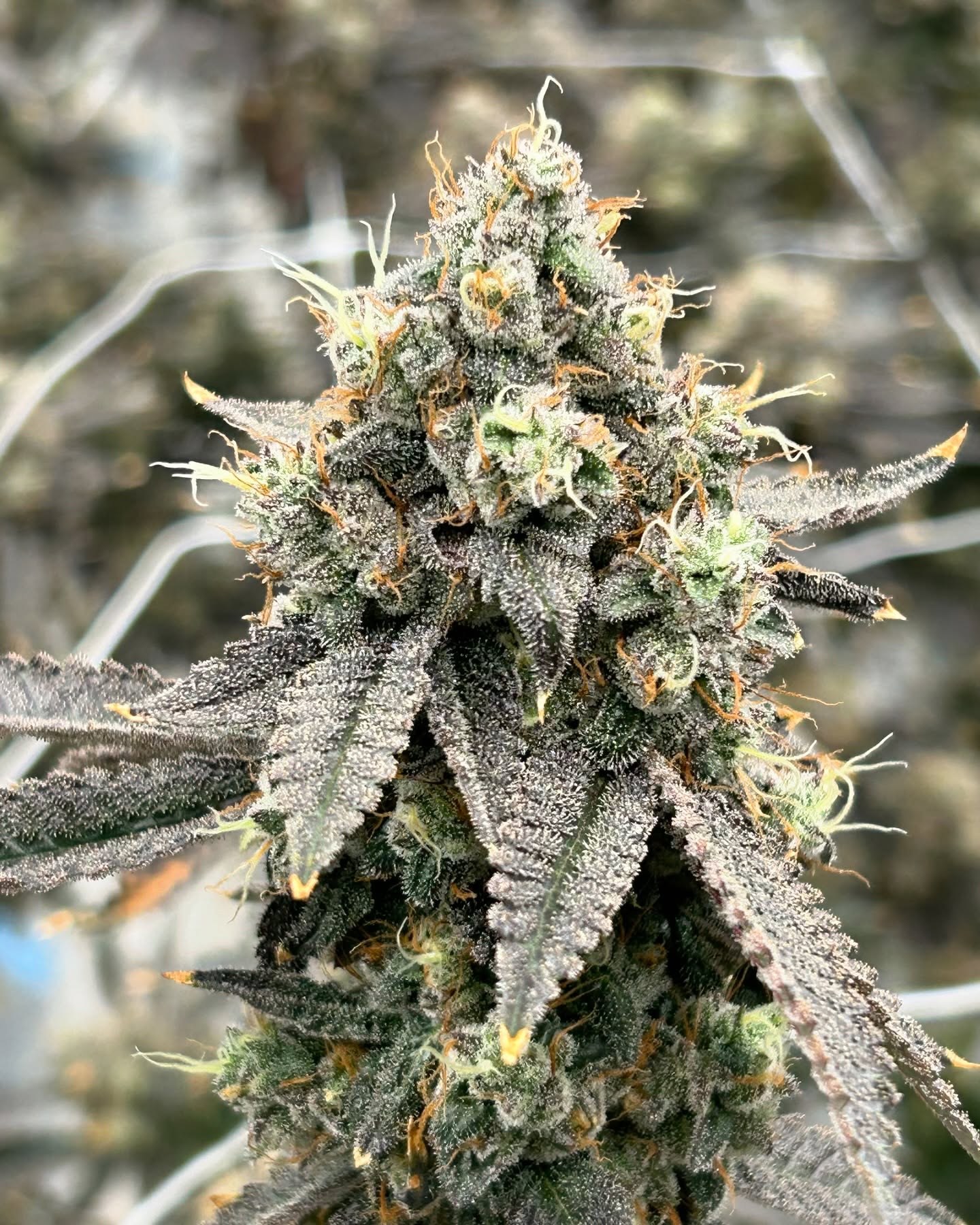 A photo round up of day 57 in one of our flower rooms…Here’s a behind the scenes look at our plants and crew getting ready for harvest next week ✂️
1. GMO’Z showing off 🤩
2. Bryan and Aaron performing our pre-harvest buck on Donny Double and GMO’Z
3. Up close and personal with Race Gas ⛽️
4. One of our newest strains, Mr. Plow
5. MSG & Race Gas 🔥
📸taken by our VP Cultivation @crfgrower32