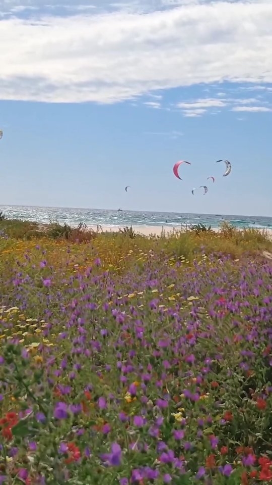 Springtime is THE time to come to Tarifa. The wind is nearly always awesome and it's not disappointing right now. Plus it's getting warm, and we have the rest of the incredible nature in bloom. Come and join us at High Flyers Kite House - I have some rooms available for next week - and don't miss out on the action!
#tarifa #kitesurfholidays #kitesurfhostal #highflyerskitehouse #guesthousetarifa #alojamientotarifa