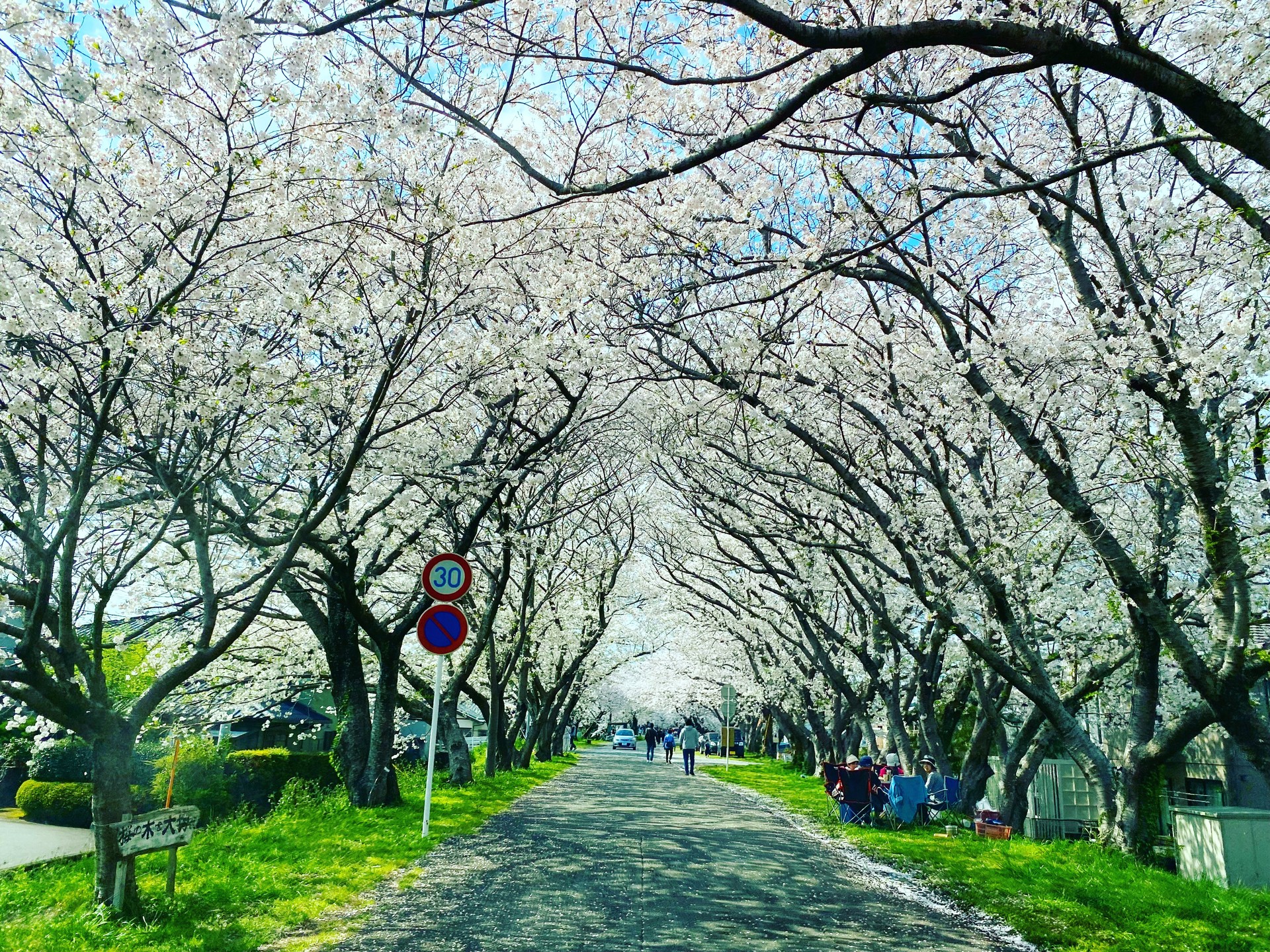 Sakura season is coming in 2 months. You can enjoy our tour with blooming cherry blossoms if you come in the end of March or the start of April. Don't miss the one chance in a year!
#sakura #tokaido #shimada #kakegawa #cherryblossom #shimadamuseum #museum #ukiyoe #localjapan #localtourinjapan #greentea #shizuoka #japanesecuisine #sake #hanami