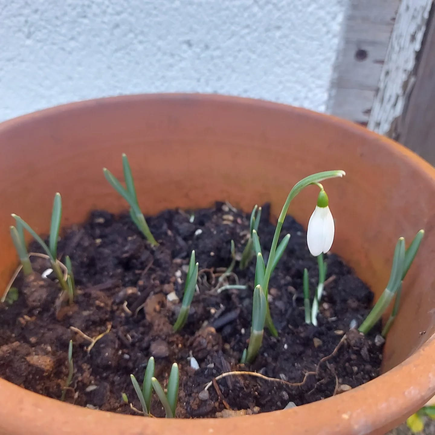 Yay! Snowdrops!
Spring is coming!
We recently planted up these snowdrops into different plant pots and it's so lovely to see them coming up again.
We bought these from James at @thecopperpotcampsite - he often has lovely plants for sale that he has grown at the campsite. We'll worth checking out.