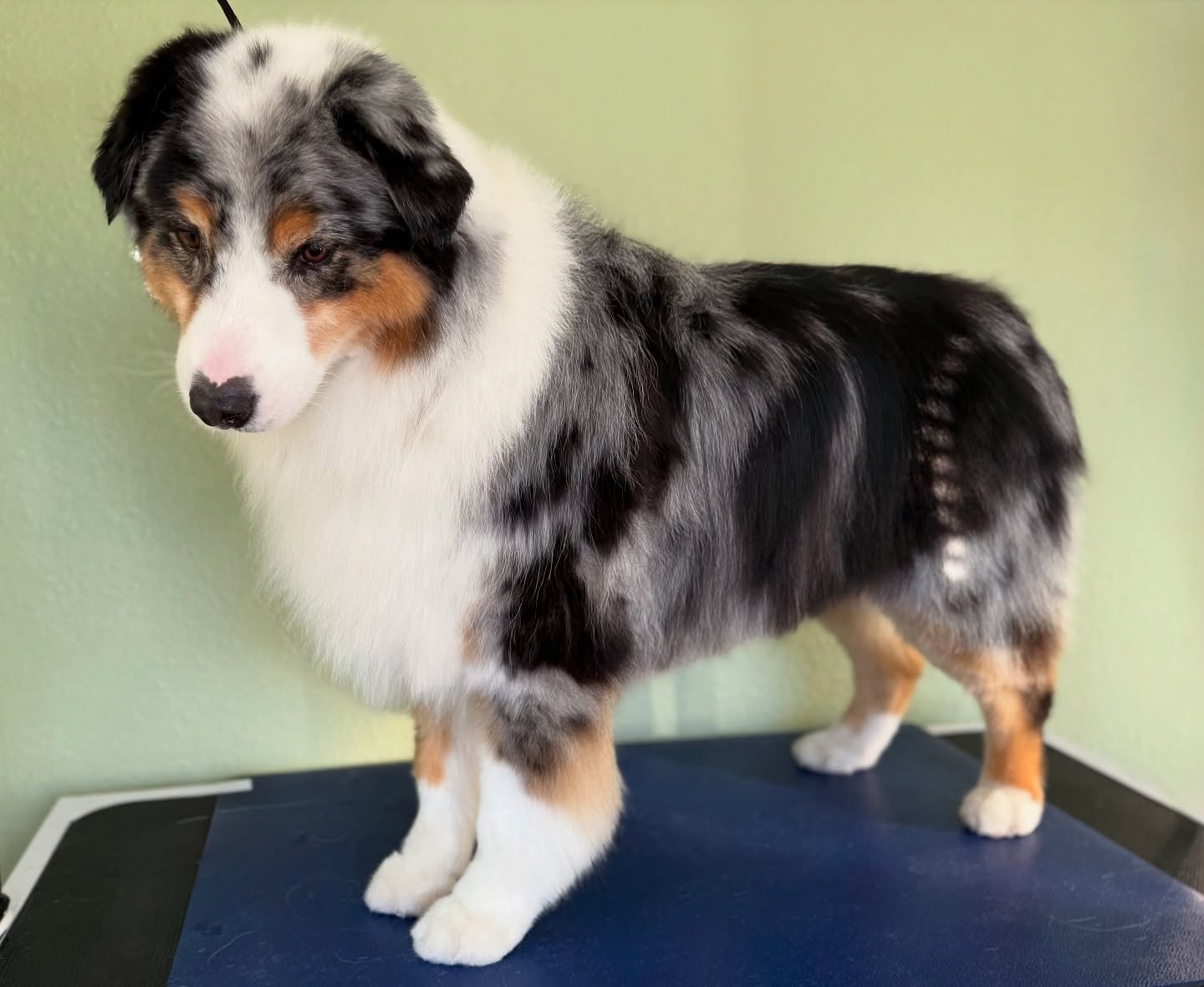 🐾✨ Freshly Groomed & Gorgeous! ✨🐾
Look at these adorable pups showing off their fresh cuts! It’s been amazing welcoming so many furry friends into the new salon—thank you all for the support! 🐶✂️
March spots are almost full, so don’t wait—book your dog’s consultation today! Let’s get them looking and feeling their best. 💕
📍 Malory Grooms
📅 DM to book or visit MaloryGrooms.com
#DogGrooming #FreshCuts #PamperedPups #GroomingSalon #BookNow #dogsofinstagram #australianshepherd #goldenretriever #settersofinstagram #dogbeach #lajolla #bayho #clairemont