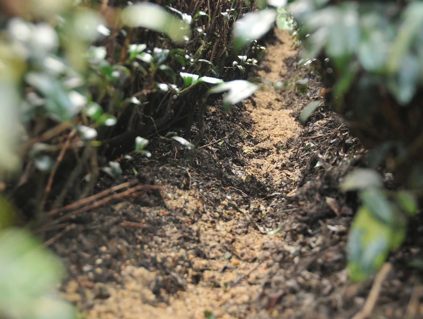 𝐖𝐡𝐚𝐭 𝐌𝐚𝐤𝐞𝐬 𝐭𝐡𝐞 𝐁𝐞𝐬𝐭 𝐇𝐢𝐠𝐡 𝐌𝐨𝐮𝐧𝐭𝐚𝐢𝐧 𝐓𝐞𝐚?🌿✨
Not all high mountain teas are created equal. The secret to exceptional quality starts from the soil – and the type of fertiliser used plays a huge role in shaping the tea’s aroma, flavour, and texture.
The best organic fertilisers? Soybean meal and peanut meal – both rich in nutrients, highly absorbable by tea plants, and great for soil health. These bean-based fertilisers enhance the tea’s natural sweetness and complexity, resulting in a more refined and aromatic brew. The only catch? They are the most expensive among organic fertilisers. But when it comes to crafting top-quality tea, every detail matters. 🌱🍵
Would you pay more for tea grown with the most natural method and best organic fertilisers? Let us know! 👇
#YouAreWhatYouEat
#HighMountainTea #TeaCraftsmanship #OrganicFarming #TeaFromTheSource #FormosaTeaCo