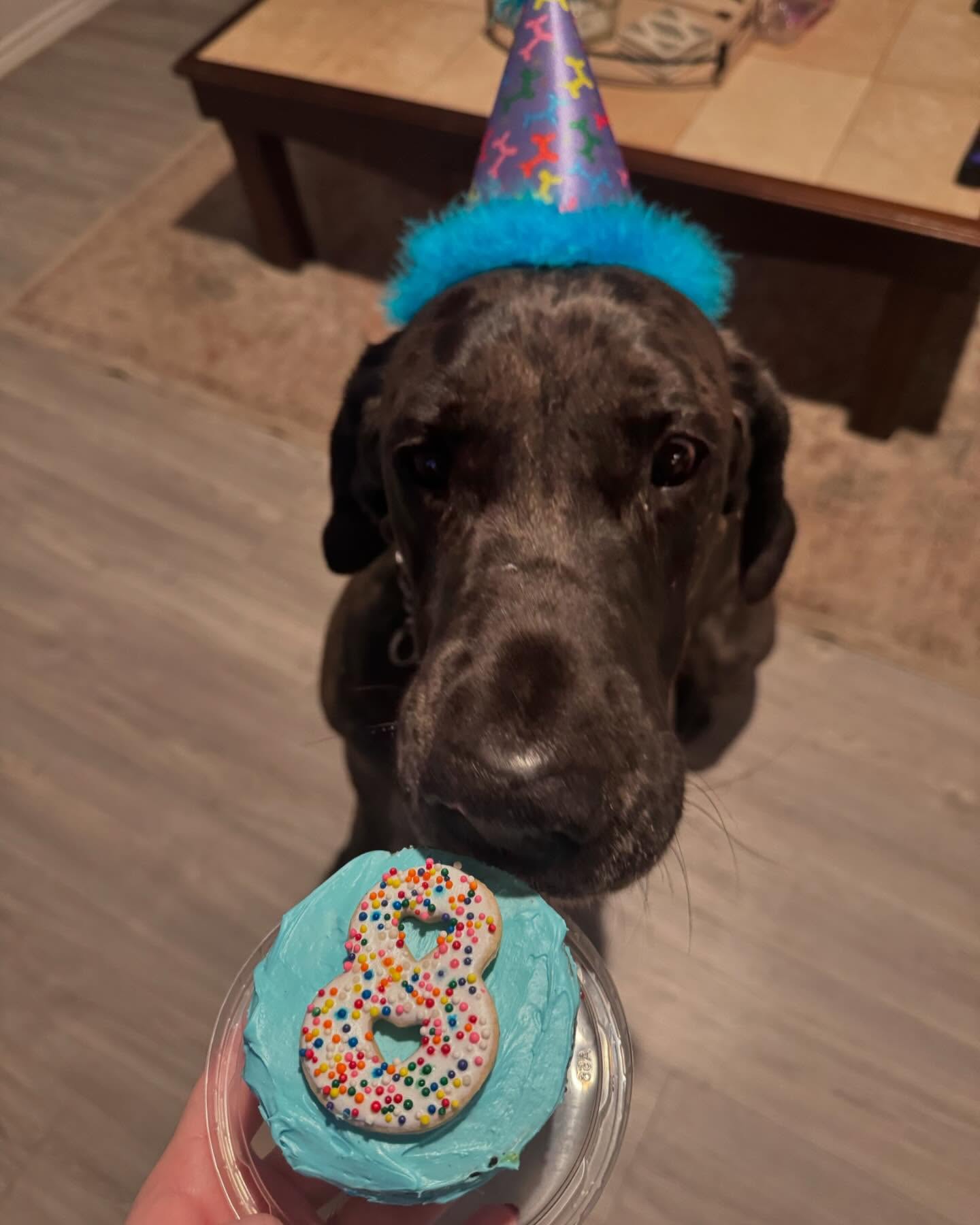 Stetson @stetson.the.great turned 8 today and got to spend it with his best buds!!! Happy birthday old man!🥳🎉🐾
#birthdayboy #dogoftheday #greatdane #bigboy #k9 #dogsofinstagram #doglover #pup #happyboy #ilovemydog