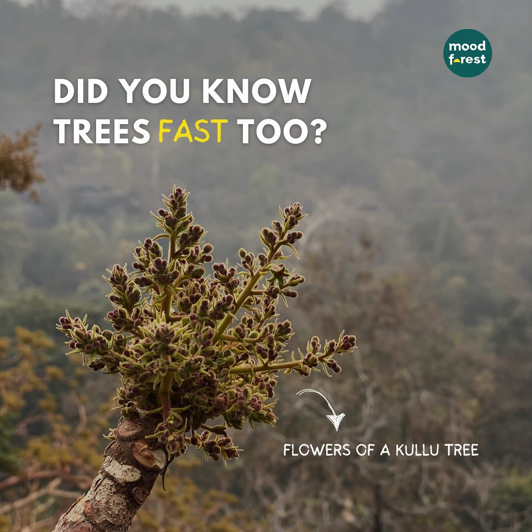 Did you know trees practice their own form of water fasting?🍀
As they shed their leaves, photosynthesis nearly stops, allowing the tree to conserve energy and renew itself. Just like trees, you can experience the power of a natural cleanse through forest fasting. 🌿
Join us for upcoming Forest Fasting Camps at Moodforest:
- 22nd Feb - 2nd March 2025
- 14th - 22nd March 2025
- 28th March - 5th April 2025
Detox naturally, build stamina, and reverse lifestyle diseases. Our 9-day Forest Fasting Camp offers:
💪🏻Strength building
🌱Autophagy-driven detoxification
🌳Guided forest experiences
AND MUCH MORE ✨
Connect with your natural rhythm. Restore your vitality.
Limited spots available. Register now at www.moodforest.co or whatsapp at +91-8602525886 🙏🏻